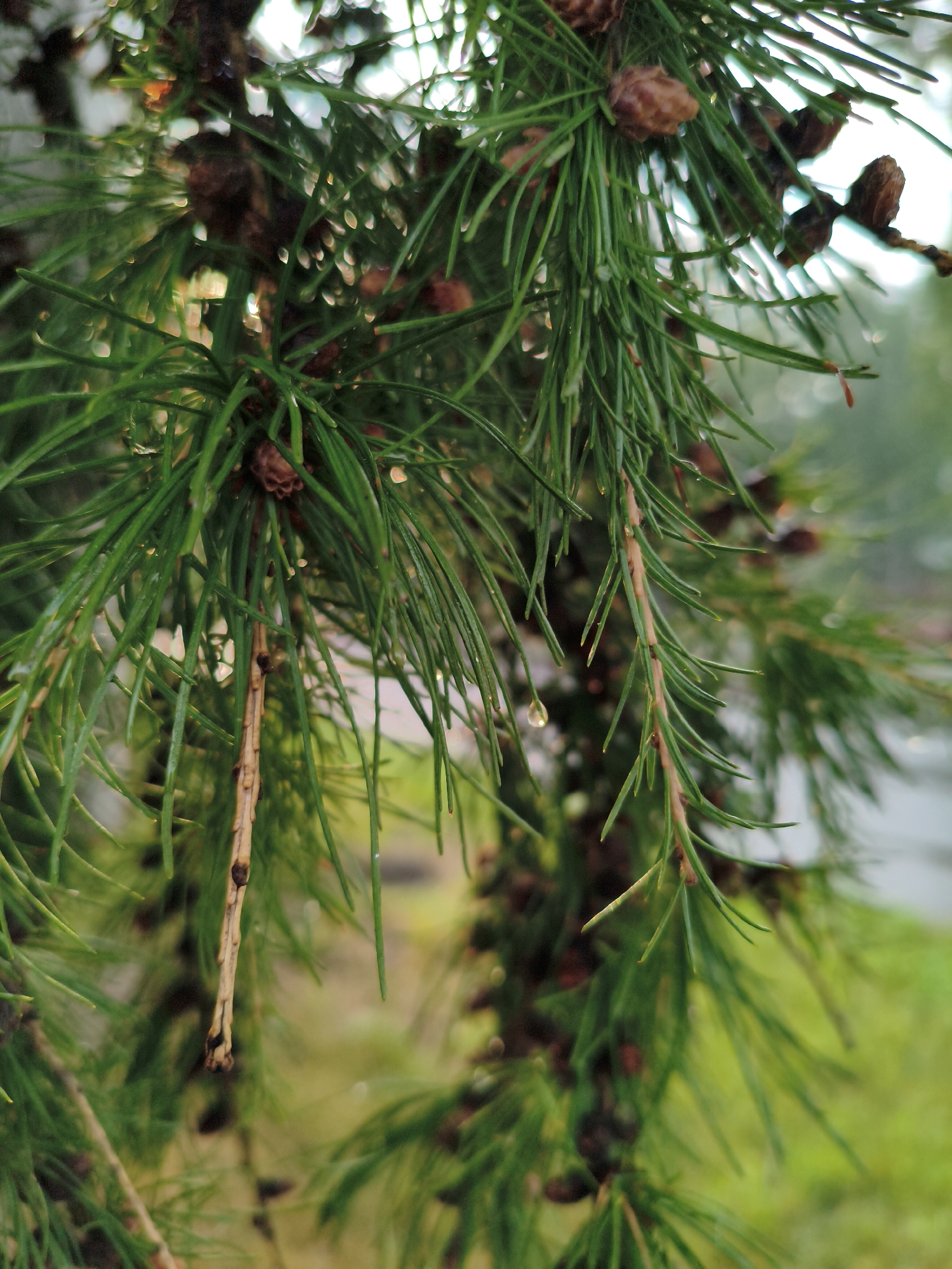 The image is a close-up, vertical shot of pine tree branches with pinecones and dew drops. The branches are a vibrant green, and the pinecones are a dark brown. The background is blurred and shows a patch of green grass and a gray, out-of-focus background that could be a road or building. The lighting suggests it is daytime, possibly overcast, as there are no harsh shadows. The location is identified as Kemerovo, Russia, however, there are no specific landmarks or indicators in the image to support this location. There are no people or animals present in the image. The scene appears to be an outdoor, natural setting within a city.