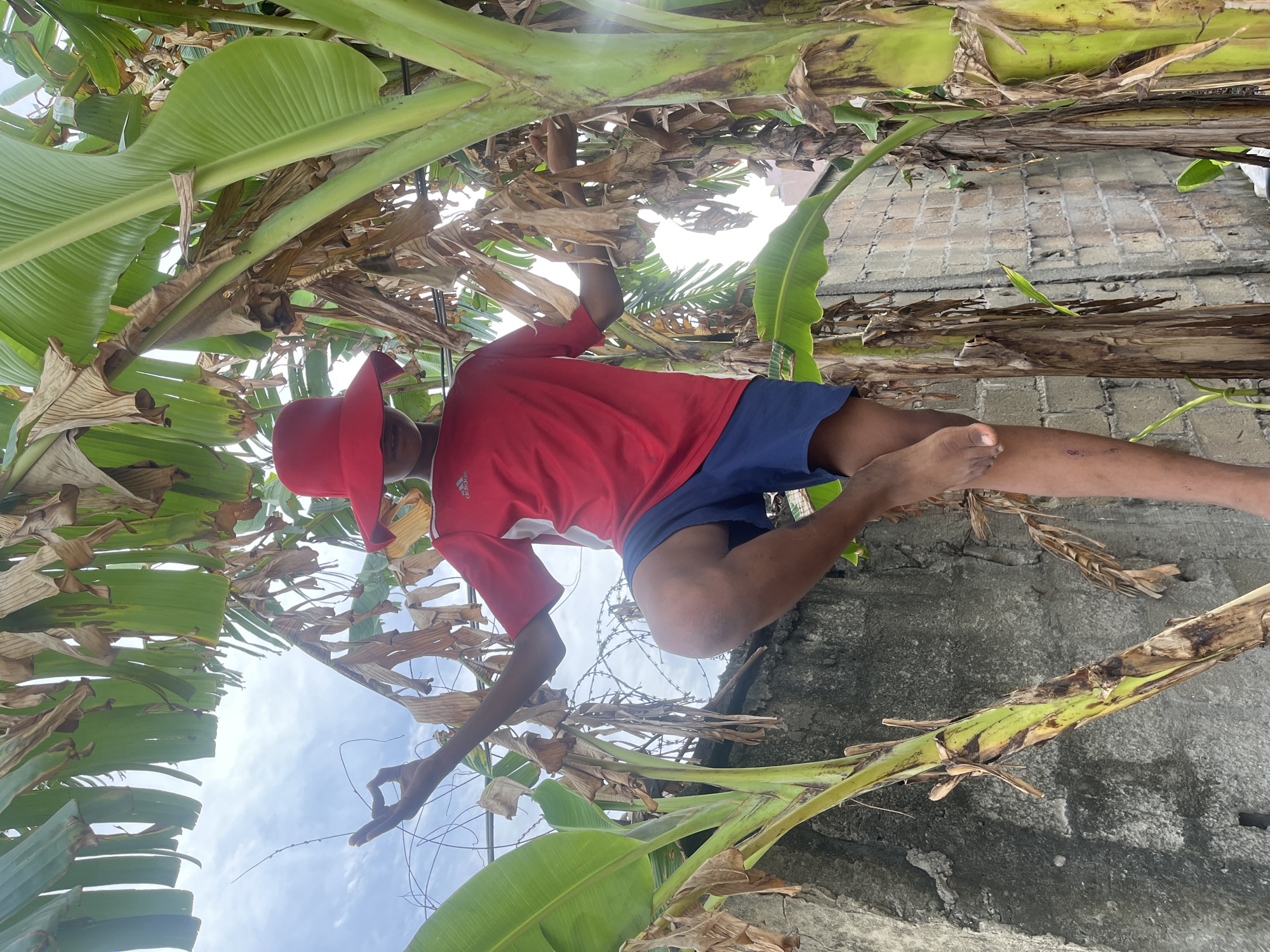 The image shows a person in Iranla, Nigeria, wearing a red shirt and blue shorts, barefoot, positioned within a banana tree grove. The person wears a red hat and stands in the center. The banana trees surround the person, and there is a gray concrete wall with barbed wire visible in the background. The sky is visible through the foliage. The image appears to have been taken from a low angle, looking up.