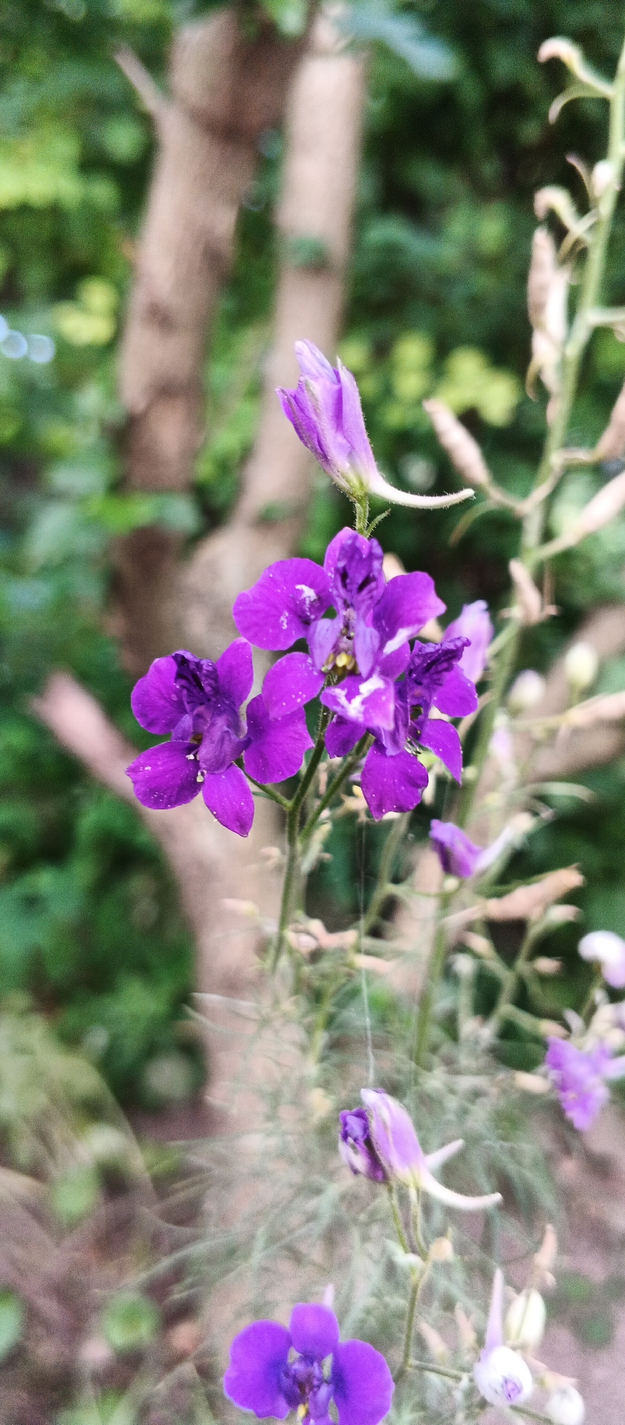 A close-up, vertical, eye-level shot captures several blooming purple flowers with a fuzzy texture against a blurred background of trees and foliage. The flowers are clustered together on a thin stem, with some petals appearing slightly water-damaged or worn. A single unopened bud is visible at the top of the stem. The scene is set in an outdoor environment, likely a garden or natural setting. The bokeh effect from the shallow depth of field suggests the photograph was taken with a mobile phone camera. The image does not depict any people or specific identifiable landmarks within the city of Smila, Ukraine.