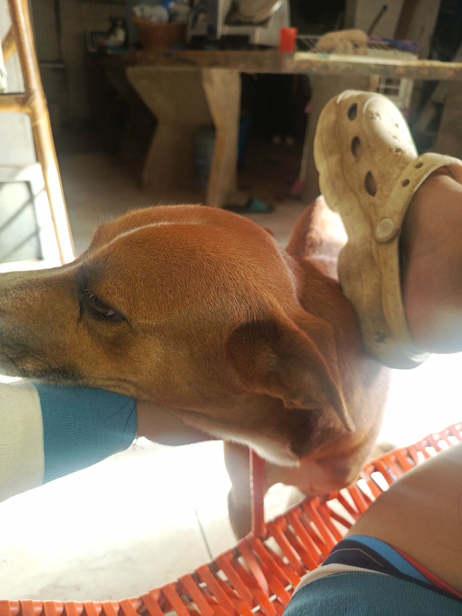 A brown dog rests its head on a person's arm. The person is wearing a blue and white striped shirt. The person's leg is visible, and they are wearing blue shorts with a blue and red striped waistband. They are seated in an orange plastic chair. A tan-colored Croc shoe is visible behind the dog's head. In the blurred background is a table and other furniture. The location is Juan Griego, Venezuela, though there's no indication in the photograph.