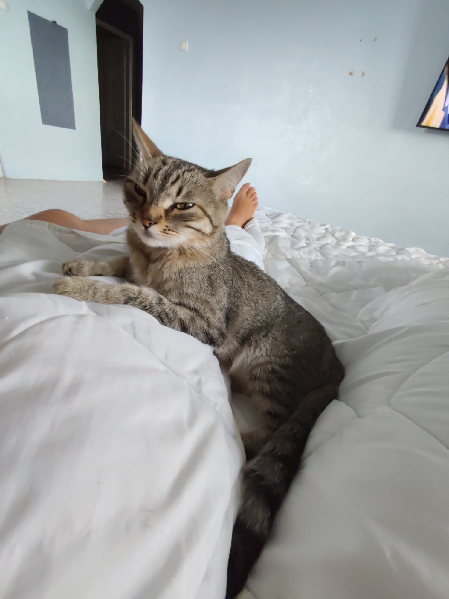 A tabby cat is lying on a white duvet. The cat is facing left and looking at the camera with a serious expression. Its front paws are resting on the duvet. Partially visible to the left of the cat are a person's legs, covered by a white sheet. The background shows a light blue wall with some markings and a framed object, possibly a television, on the wall. The scene appears to be indoors, likely a bedroom. The location in Chaikovsky, Russia is not determinable from the visual information provided.