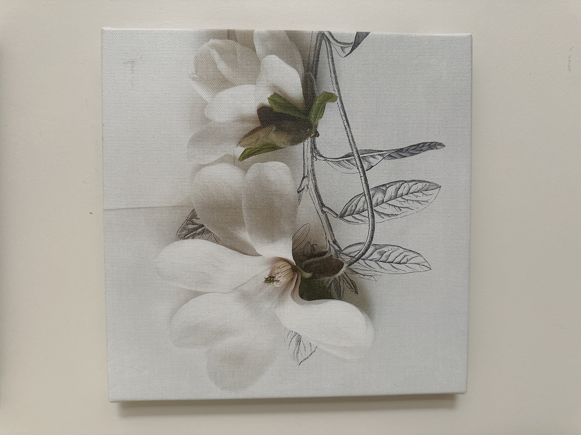 The image shows a square canvas print featuring two white magnolia flowers against a background that combines photographic elements of the flowers with a sketched botanical illustration of branches and leaves. The canvas is positioned on a light-colored wall. No specific location in Minsk, Belarus can be identified from the image.
