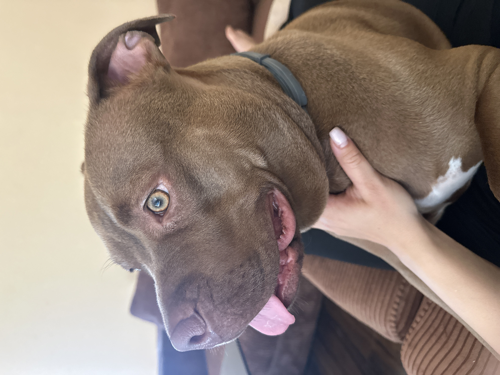 The image shows a brown pit bull dog being held by a person. The dog's head is tilted to the side, with its tongue hanging out. Its eyes are wide open and appear to be a light green color. The dog is wearing a dark collar around its neck. The person holding the dog has light skin and is wearing a brown, ribbed sweater. The background is blurry and appears to be indoors, with a light-colored wall and a brown couch or chair. There is no visible text in the image. The image seems to capture a moment of interaction between the dog and the person, with the dog appearing relaxed and happy. The lighting suggests it could be daytime.