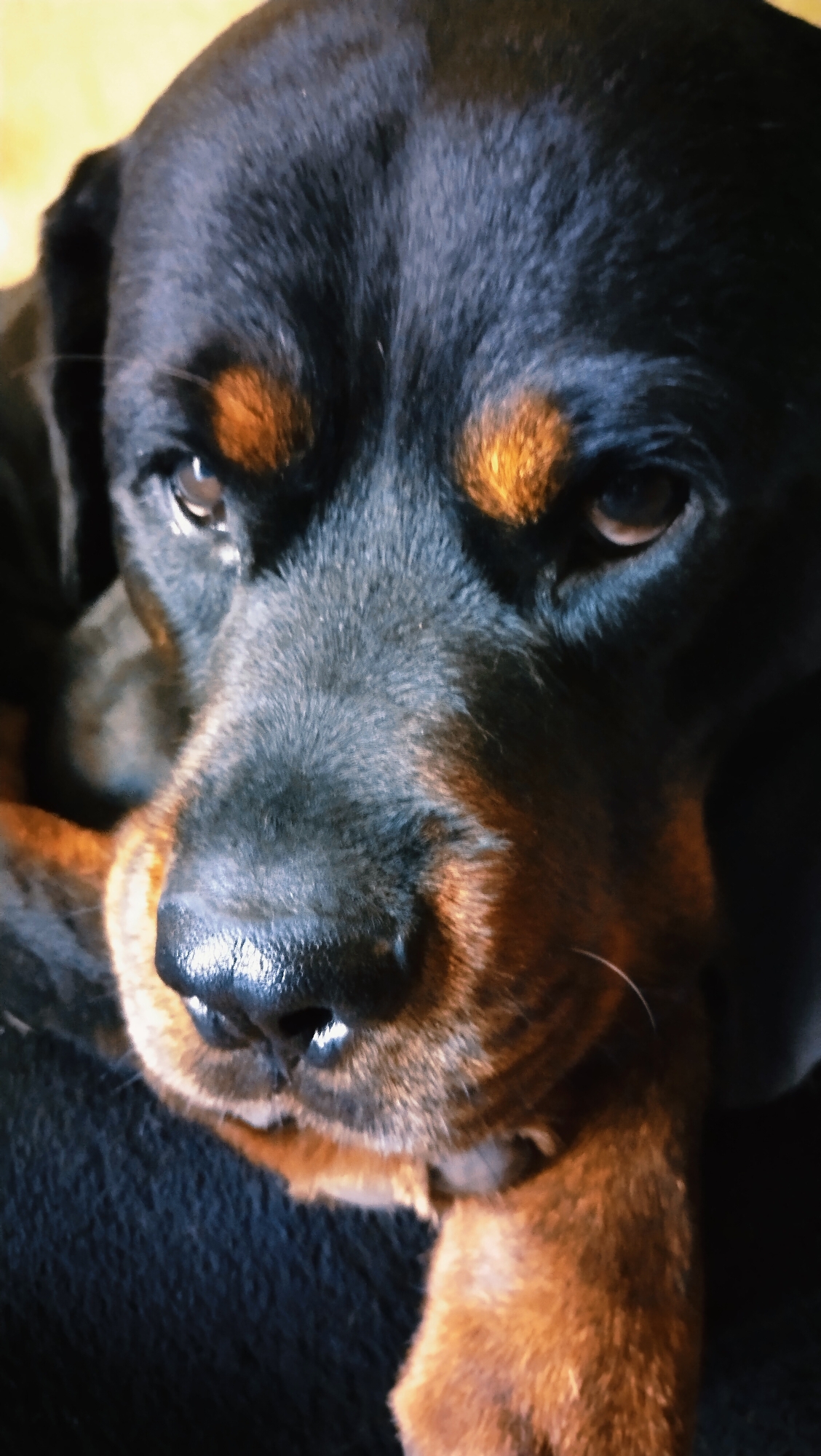 A close-up, eye-level, vertical shot features the head of a Rottweiler dog. The dog's head fills most of the frame, with its black fur prominent, contrasted by tan markings above its eyes and on its cheeks. Its dark eyes appear relaxed, and its black nose is wet and shiny. The dog's right paw rests near its muzzle, showing tan fur. The background is dark and blurred, with a hint of a lighter yellow or orange color on the upper left. The image is devoid of any urban context or recognizable landmarks, thus no location within the city of Horishni Plavni, Ukraine can be identified. There are no people, actions, or interactions depicted.