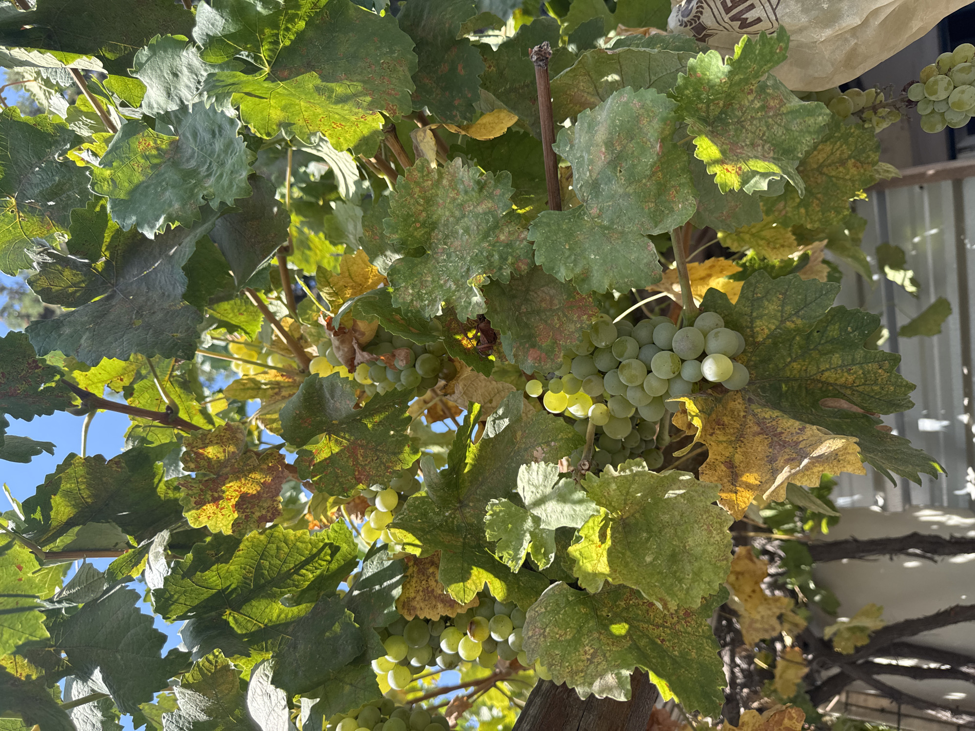 The image shows a close-up view of a grapevine with clusters of green grapes and large green leaves. Some leaves are beginning to turn yellow and show brown spots, indicating possible disease or the approaching autumn season. The grapes are round and plump, some appearing to be partially covered by leaves. The scene is outdoors, with sunlight filtering through the foliage, creating dappled light and shadow effects. The background is blurred, but hints of blue sky and some vertical structures suggest an outdoor setting, possibly a garden or vineyard. There are no people or animals visible in the image. The overall impression is one of natural growth and the ripening of fruit.