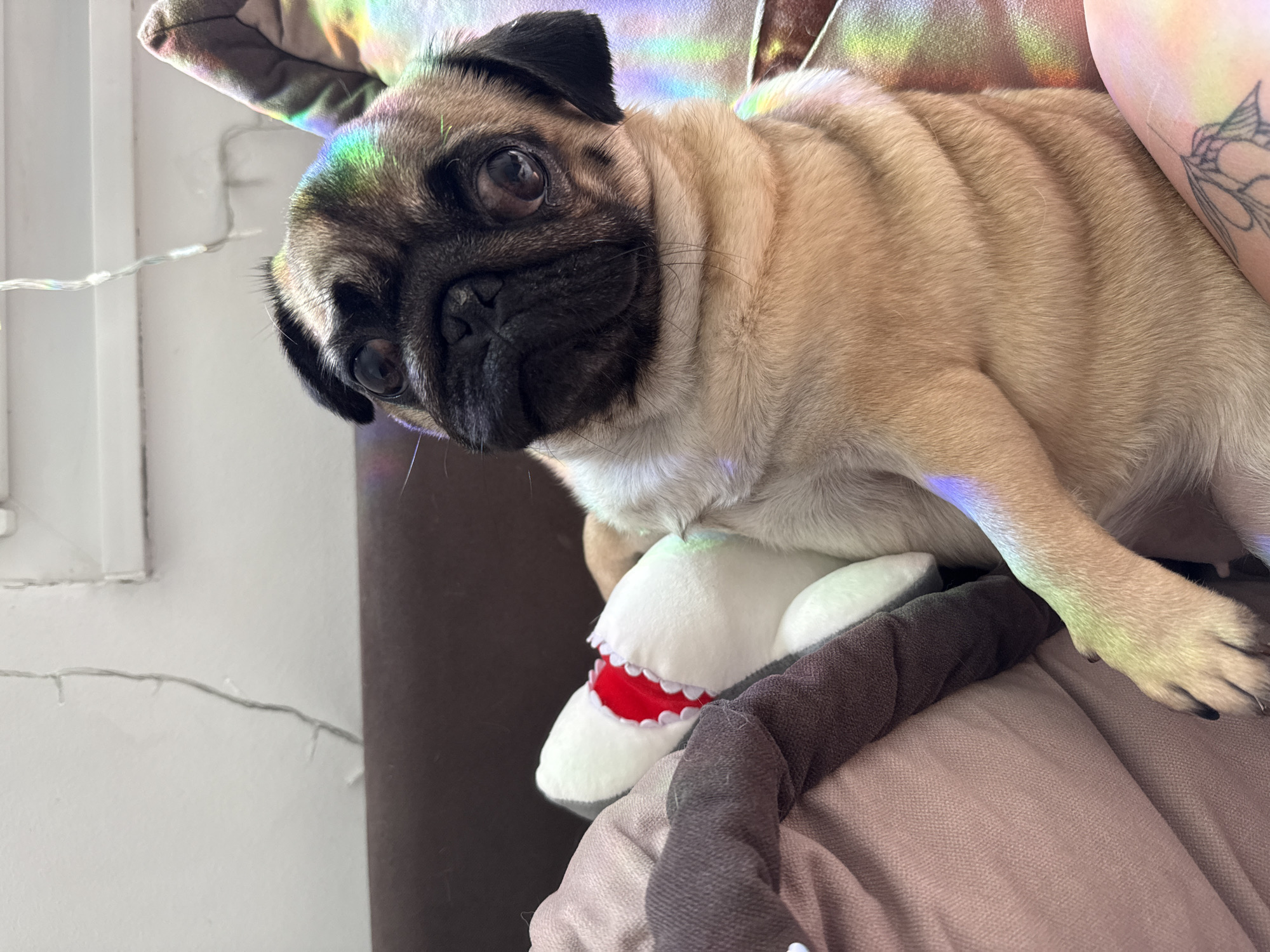 A pug puppy is lying on its side, facing forward and looking at the camera with its head tilted slightly. It is being hugged by a plush shark toy. The puppy is illuminated by a rainbow-colored light, which casts colorful reflections on its fur and the surrounding objects. The puppy is lying on a soft surface, possibly a couch or bed, with pillows and blankets. The background is out of focus, but appears to be a room with a window and blinds. The lighting suggests a daytime scene, possibly indoors with natural light.