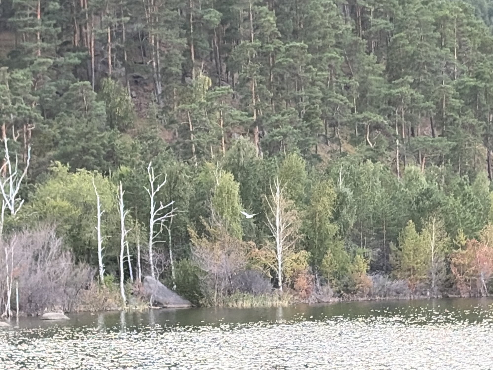 This is a medium-shot, eye-level, outdoor photograph taken in the Зелёный Бор ауылдық округі, Kazakhstan. The image captures a natural landscape with a dense forest covering a hillside that slopes down towards a body of water. The forest consists primarily of coniferous trees, with a mix of deciduous trees closer to the water's edge. The water surface is partially covered with scattered white, circular objects, possibly lily pads or debris, creating a textured effect. In the mid-ground, along the shoreline, there are several slender, white-barked trees and darker, bare branches, suggesting a transition in vegetation. A single bird in flight is visible against the backdrop of trees in the upper right quadrant of the image. The overall scene depicts a serene, natural environment.
