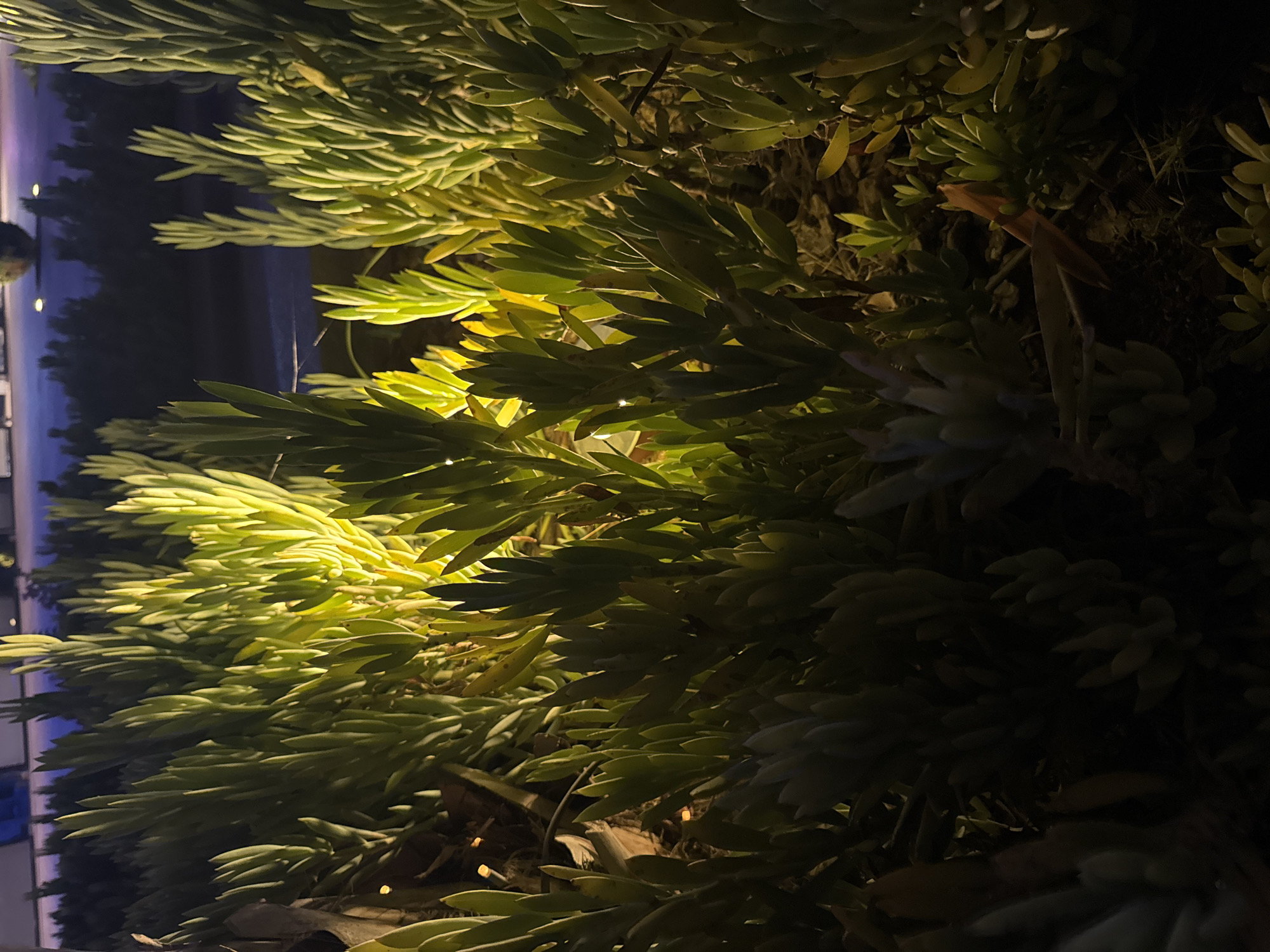 This is a close-up, low-light photograph of a dense cluster of succulent plants, possibly a variety of ice plant or similar groundcover, illuminated from above and slightly to the left by a bright, warm light source. The plants are characterized by their thick, fleshy, elongated leaves that are arranged in a spiral or rosette pattern. The lighting creates a strong contrast, with the upper and central portions of the foliage brightly lit and casting shadows on the lower and outer parts of the plants. The overall color palette is dominated by shades of green, yellow, and dark brown, with the bright light giving some of the leaves a vibrant yellow-green hue. The background is obscured by darkness, with hints of what appear to be distant trees or shrubs and possibly artificial lighting further in the distance. The ground beneath the plants is dark and appears to be soil with some dried organic matter. No people or specific man-made structures are clearly visible within the immediate frame of the plants. The setting appears to be an outdoor garden or landscaped area, potentially a public space given the quality of the background lighting and landscaping suggested by the distant elements. The mention of Germasogeia Municipality, Cyprus, suggests this is an outdoor scene likely in that region, possibly a street-side planting or a park.