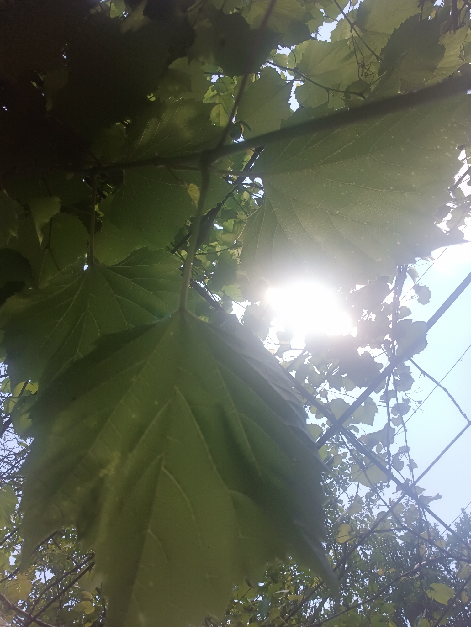 The image depicts a close-up, upward-facing view of lush green foliage with the sun partially obscured by leaves, creating a lens flare effect. The leaves appear to be from a vine or tree with prominent venation visible on the larger leaves in the foreground. Thin, dark branches and stems weave through the scene. The background shows a bright, hazy sky, suggesting daytime. The overall impression is one of natural growth and light filtering through leaves. The specific location in the city of Biliaivka, Ukraine, cannot be determined from the visual information alone, as the image lacks any identifiable landmarks or context specific to that city.