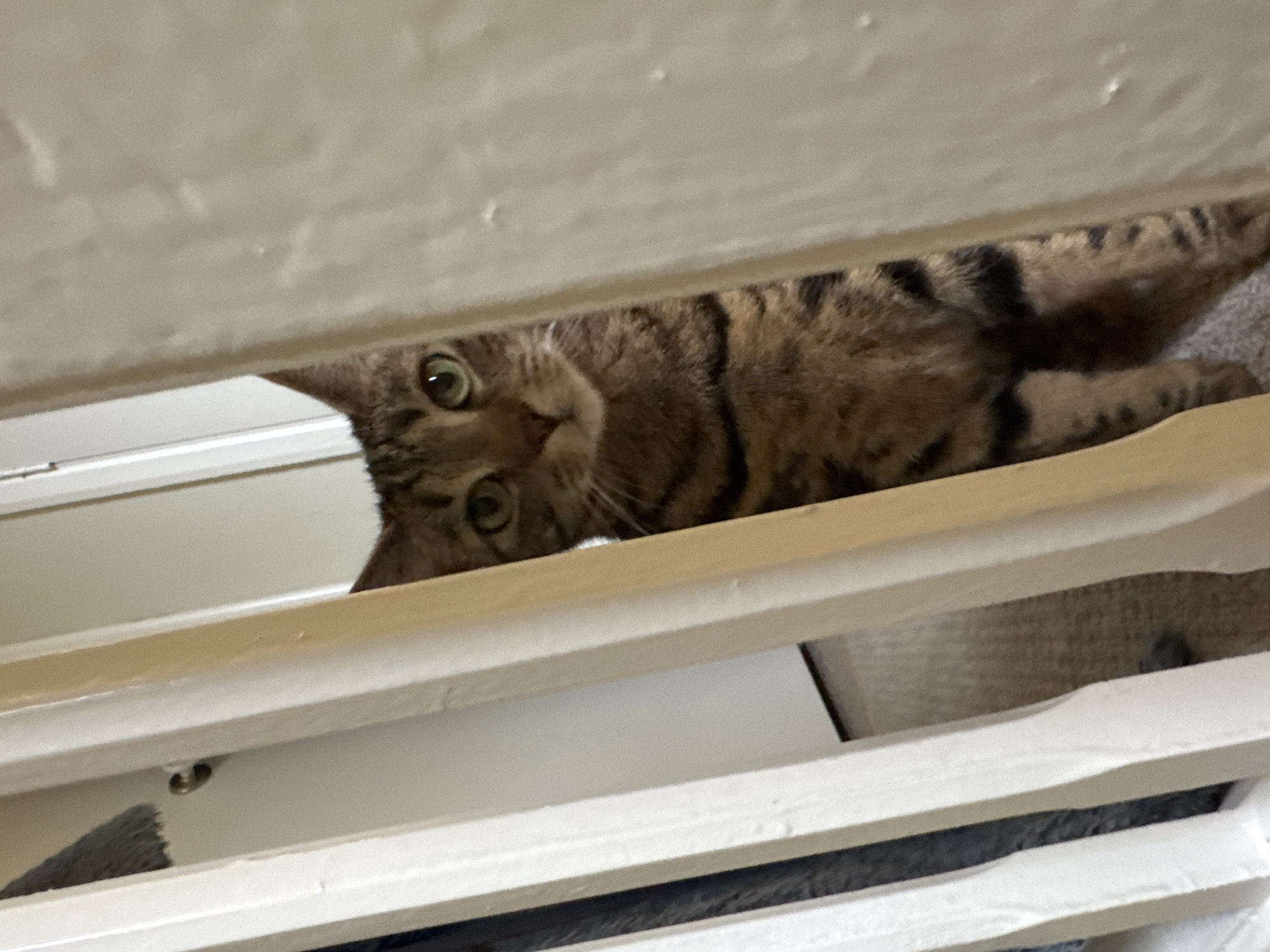 The image captures an indoor scene in Desborough, United Kingdom. A tabby cat with brown and black striped fur and distinct green eyes is positioned in the midground, observing directly forward. Its head, upper torso, and partial front legs are visible, peering through an arrangement of vertical white painted wooden slats. The cat's gaze is directed towards the viewer. The immediate foreground is occupied by these white slats, which show minor surface imperfections. In the background, to the left of the cat, a section of a light-colored wall is visible, along with a dark gray textured object and a brass-toned cylindrical door handle affixed to the wall. The floor beneath and behind the cat is covered with a light brown, textured carpet. The overall lighting suggests an interior, ambient illumination.