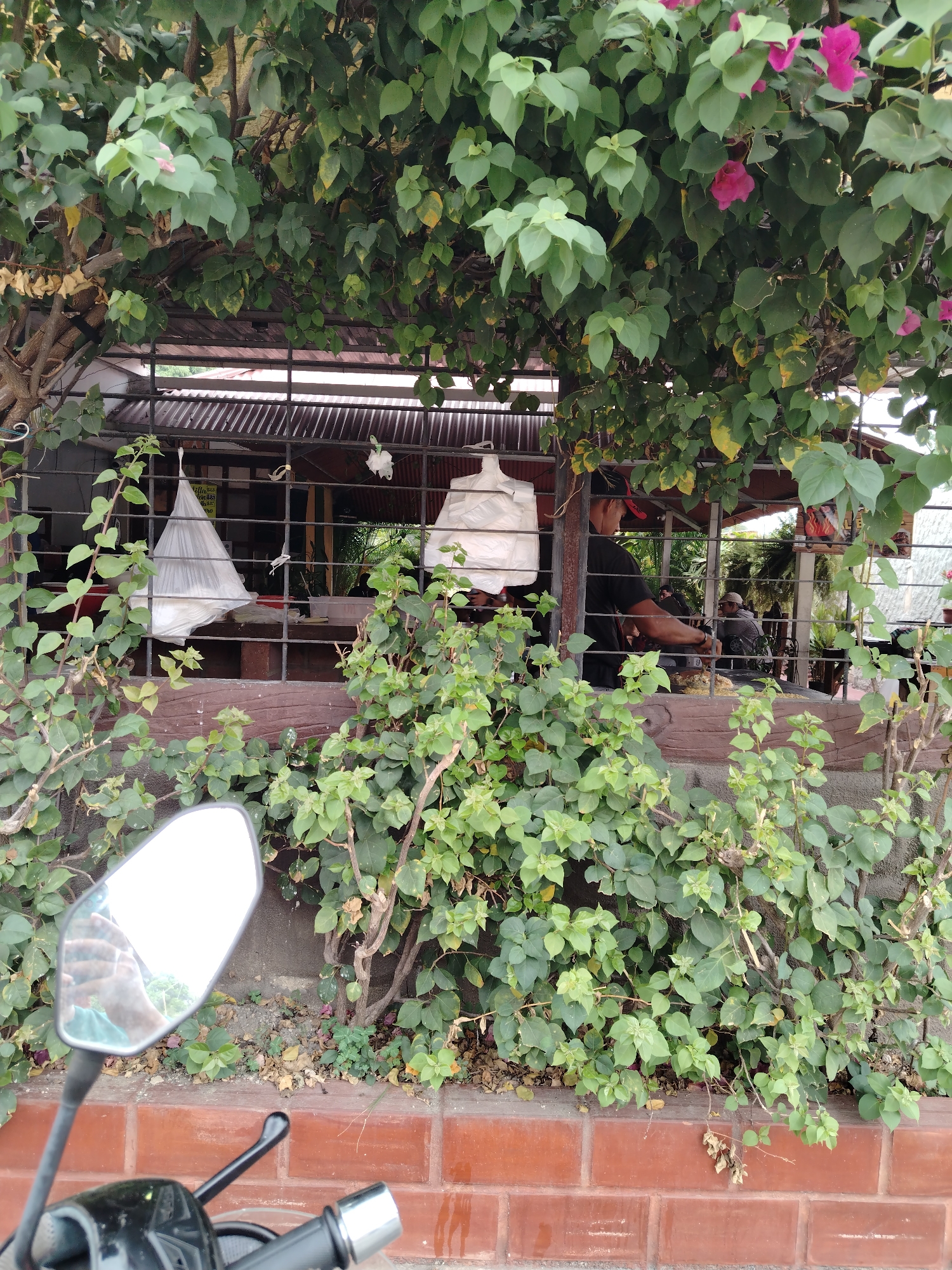 The image shows a street scene in Tinaquillo, Venezuela. A brick wall covered in green foliage runs along the bottom of the frame. A partially obscured building is visible behind the foliage through a window with a metal grate. Hanging from the grate are white plastic bags. Inside the building, a man in a black shirt and a red cap is working at a counter. Several other people are seated at tables in the background. In the foreground, the mirror and handlebars of a motorcycle are visible. The building is partially shaded by a tree with pink flowers and green leaves.