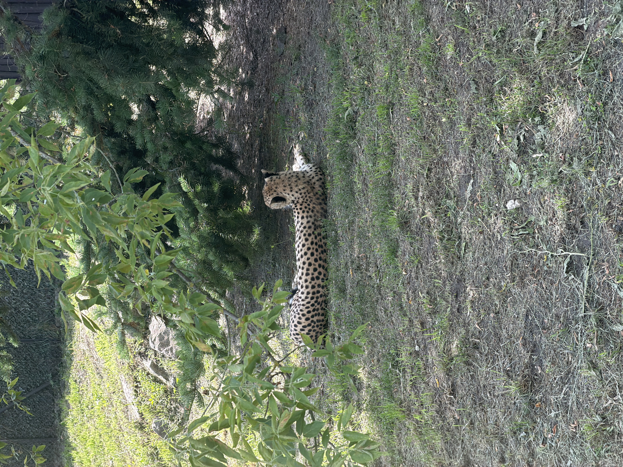 The image shows a cheetah lying in a grassy area under the shade of trees. The cheetah is facing to the left, with its head down and its body stretched out. Its fur is spotted with black and tan markings. The ground is covered with dry grass and some patches of green. There are also some pine trees and deciduous trees in the background, suggesting an outdoor environment. The lighting suggests it is daytime, possibly late morning or early afternoon, as there are dappled shadows on the ground. The overall scene appears to be a natural habitat or an enclosure designed to mimic one. There are no people or visible text in the image. The cheetah appears relaxed.