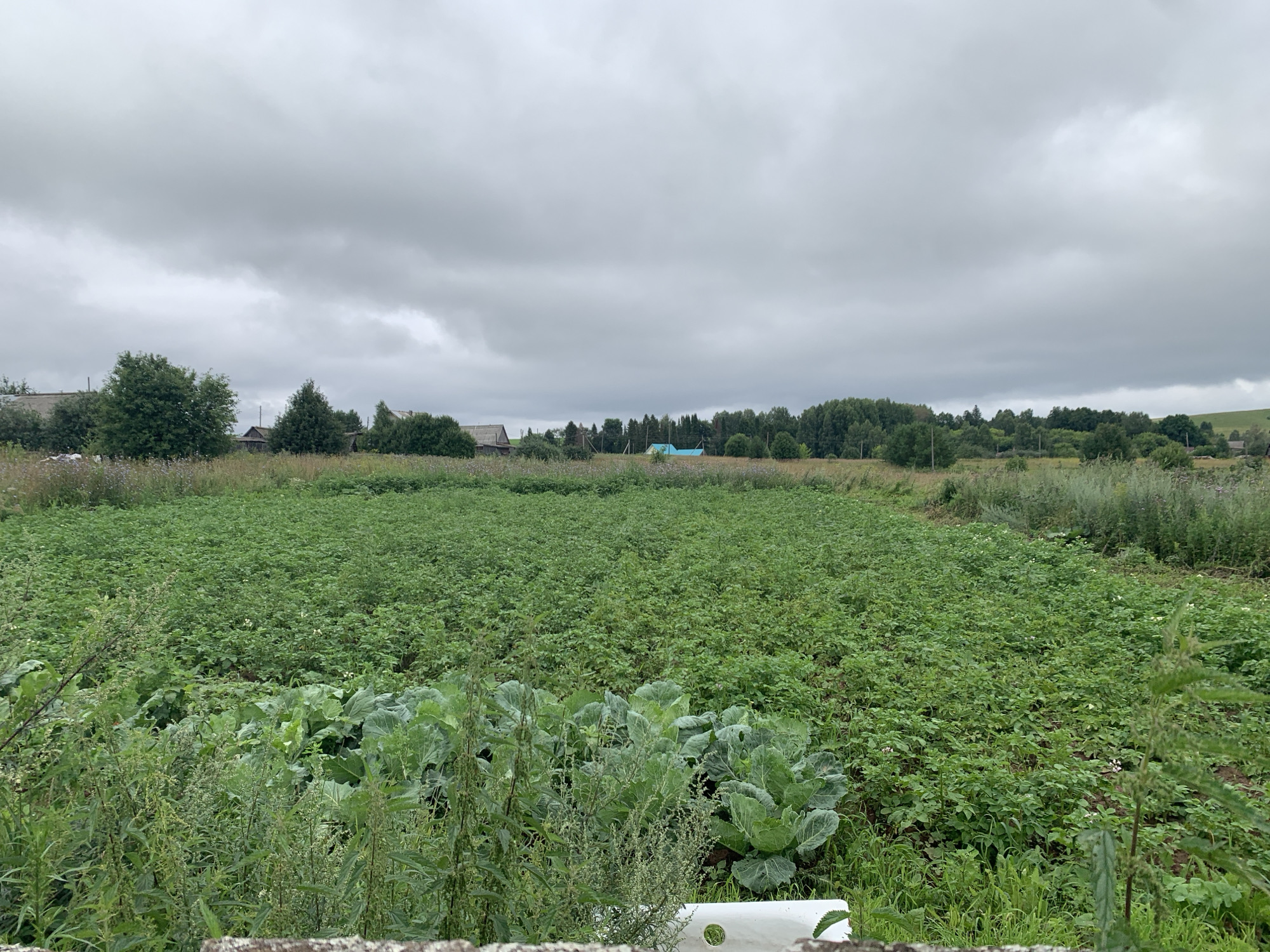This image depicts a rural landscape in Panteleevka, Russia, under an overcast sky. A large field of green crops, possibly potatoes, dominates the foreground and midground. In the immediate foreground, several large heads of cabbage are visible, along with other leafy green plants and weeds. In the background, a line of trees separates the field from a few houses and buildings, some with blue roofs. The overall scene suggests an agricultural setting with evidence of cultivation.