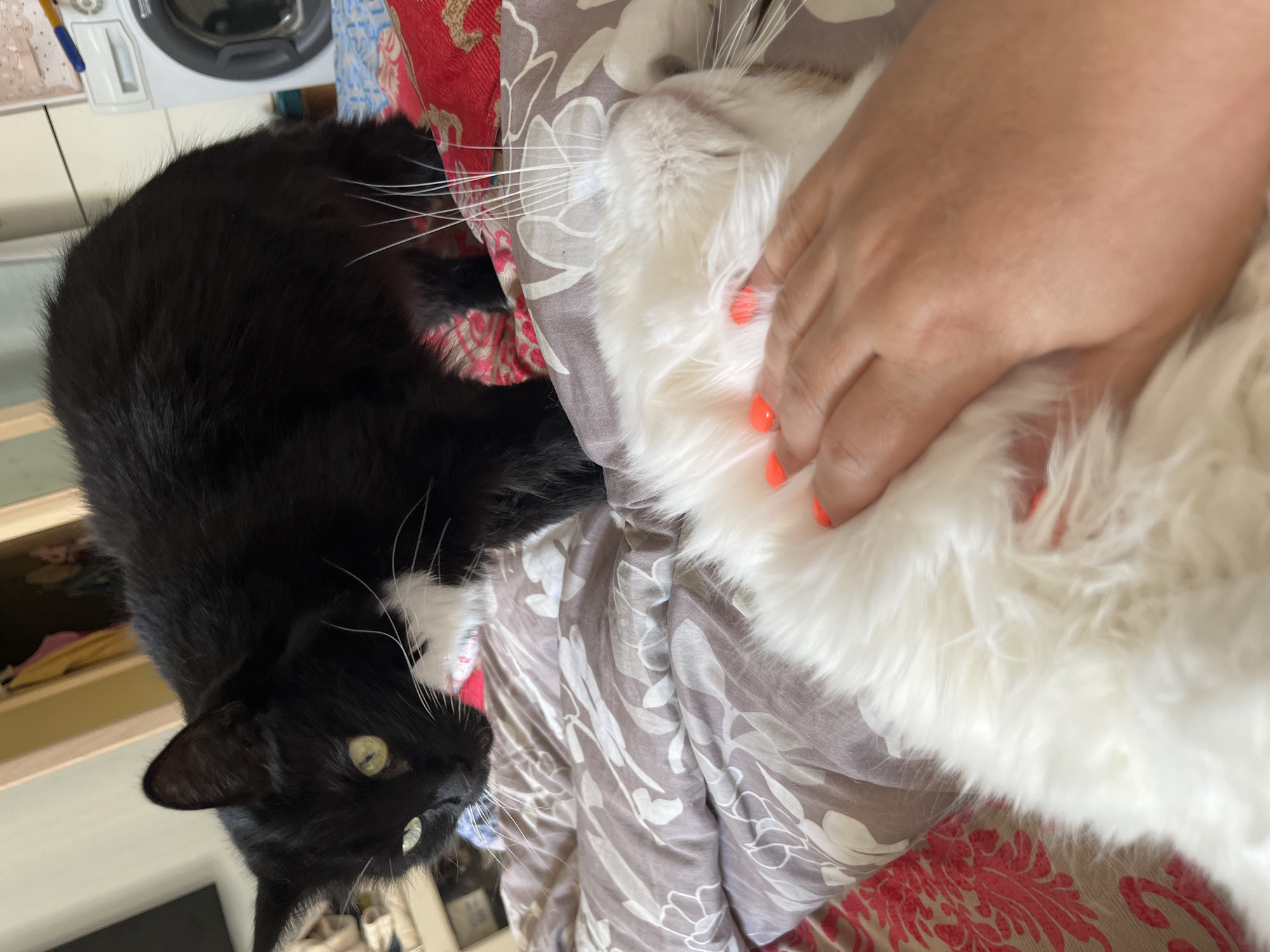 The image captures two cats on a bed. A black and white cat with green eyes is positioned in the foreground, looking down at a white cat. The white cat is lying on its back, with its fur being stroked by a hand. The hand has bright orange nail polish. The background includes a washing machine and what appears to be a closet. The context suggests an indoor scene, possibly a bedroom, located within a residential setting in the city of Korolyov, Russia.