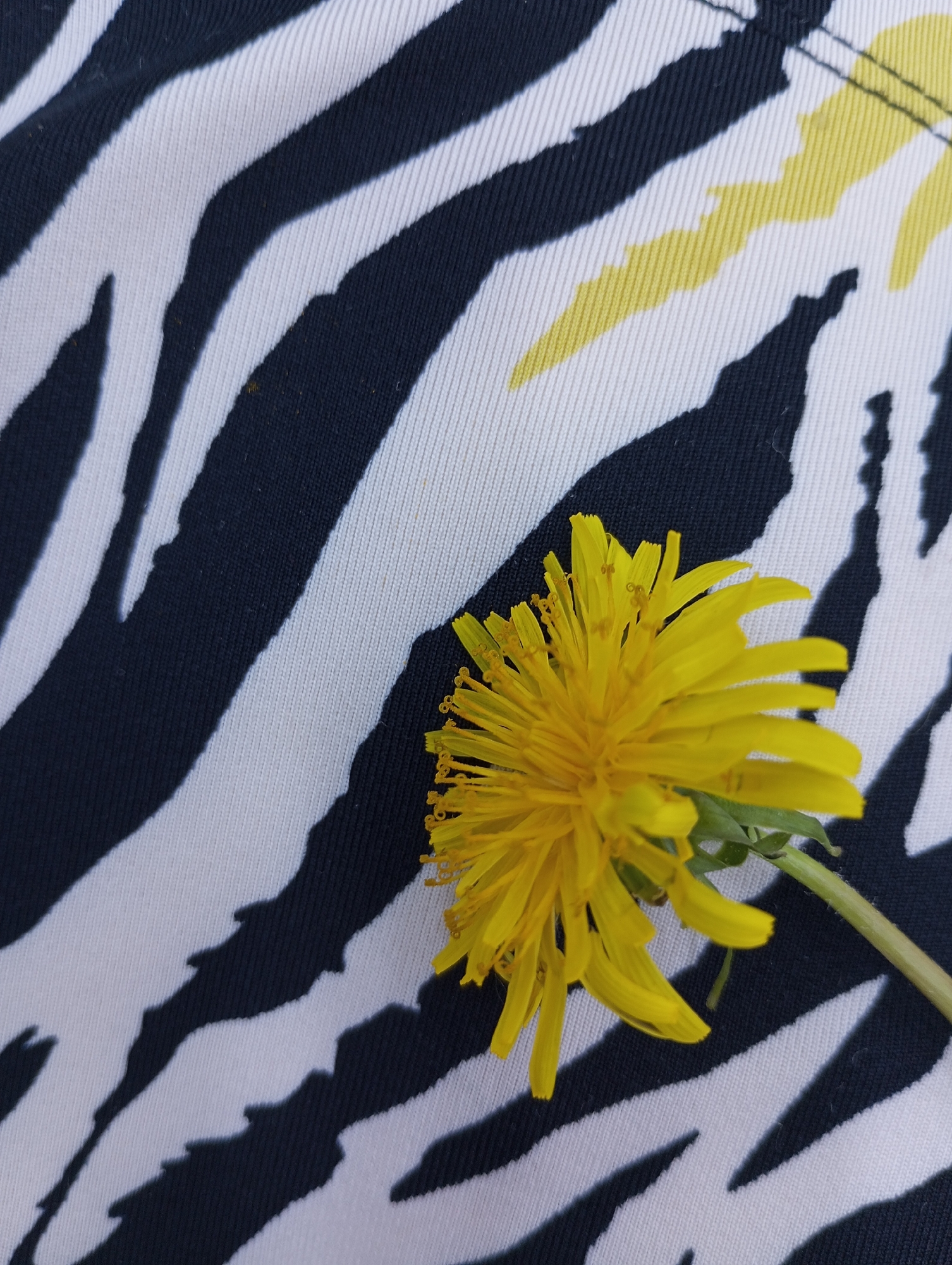 A close-up shot captures a dandelion flower lying on a fabric with a zebra print. The background features a pattern of bold black and white stripes, with a hint of yellow in the upper right. The dandelion is in full bloom, exhibiting a bright yellow hue, and the composition suggests a contrast between natural and artificial elements. There is no evidence in the image to indicate a location in the city of Izhevsk, Russia.