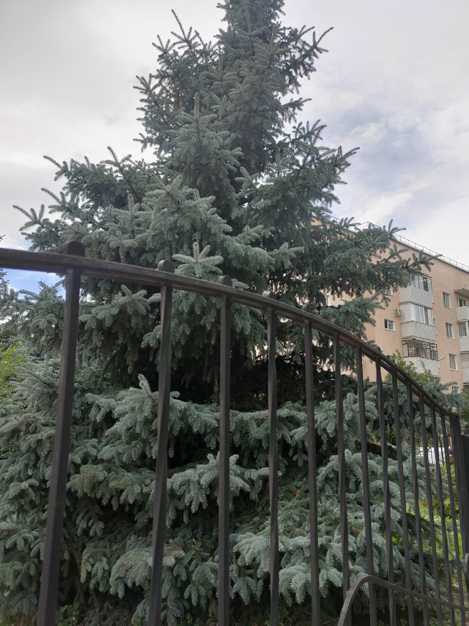 In Oktyabrsky, Russia, a large blue spruce tree stands prominently in front of a light-colored apartment building. The tree's dense foliage, characterized by its blue-green needles, dominates the foreground, partially obscured by a black metal fence. The fence features vertical bars and a curved top, with decorative finials on some of its posts. Behind the tree and fence, the apartment building exhibits a typical Soviet-era architectural style, with multiple floors, balconies, and windows. The sky above is overcast, with scattered clouds, suggesting a temperate or cool weather day. No people are visible in the image. The scene depicts a residential urban environment with natural elements integrated into the cityscape.