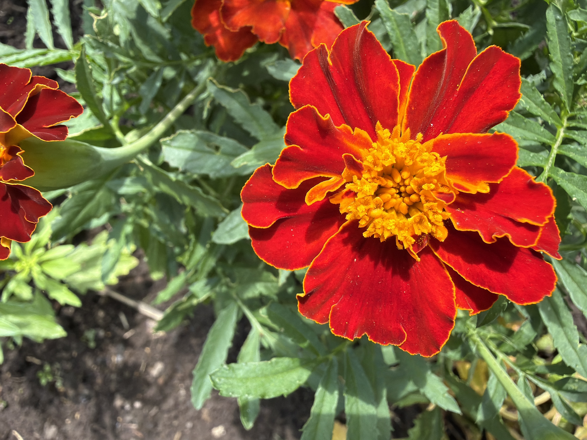 A close-up, top-down view captures a vibrant red and orange marigold flower in full bloom. The petals of the flower are a deep red with a bright orange-yellow border, and the center is densely packed with small, fuzzy orange florets. The flower is surrounded by lush green foliage, with some leaves showing signs of dryness or age. The background consists of dark, rich soil, indicating the flower is planted outdoors in a garden. The lighting suggests it is daytime, with sunlight casting shadows on the petals and leaves. The image is sharp and detailed, highlighting the intricate textures of the flower and its surroundings.