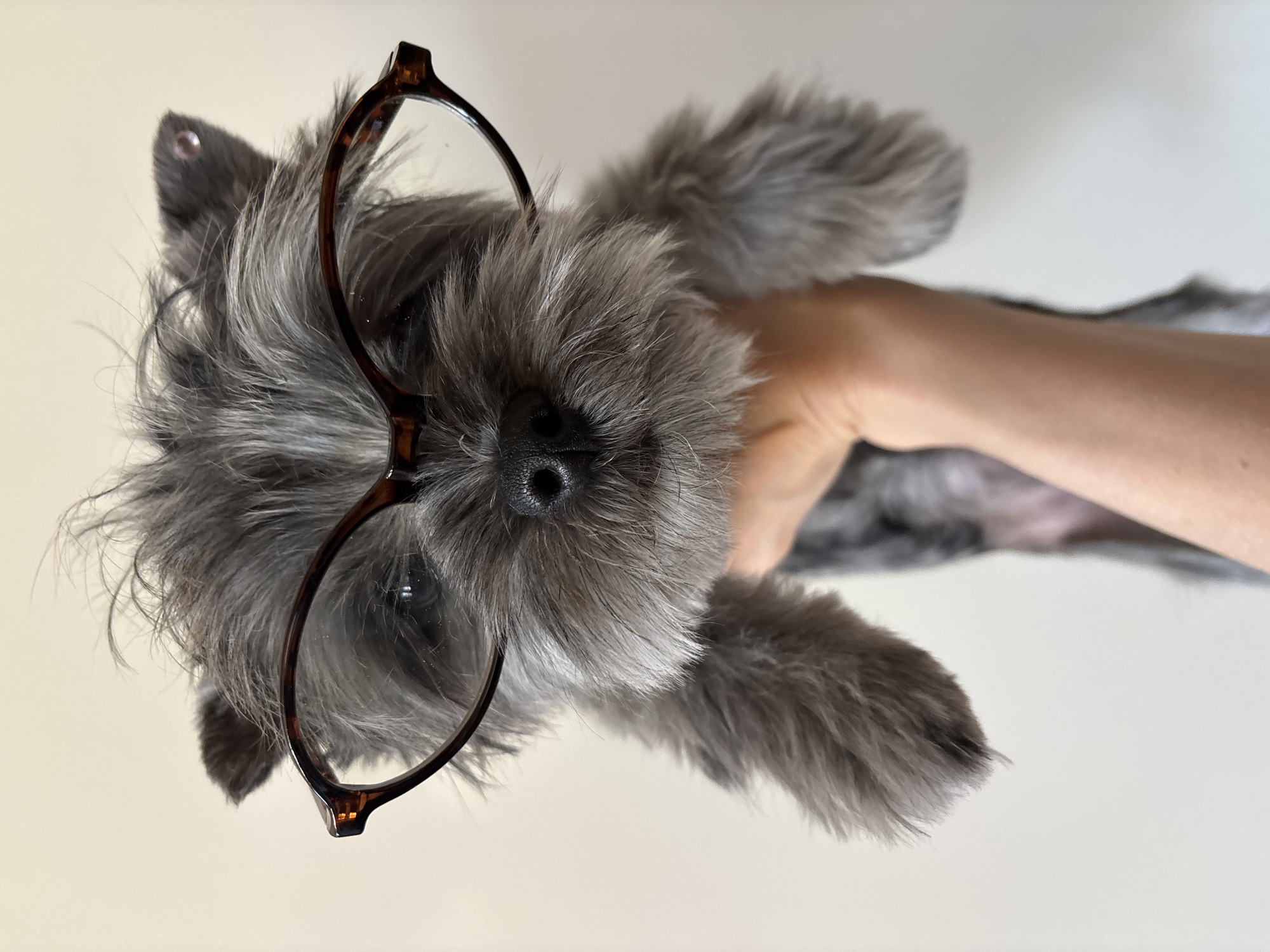 The image is rotated 90 degrees clockwise, displaying a small, furry grey dog, possibly a terrier breed, held horizontally by a human hand. The dog wears prominent, round eyeglasses with dark brown, tortoiseshell-patterned frames, perched on its snout and shaggy fur. Its dense, salt-and-pepper grey coat is prominent, highlighting its black nose at the center. A small, dark ear peeks out from the top left of the frame. The human hand, with light skin, supports the dog from the right side of the image, showing part of an arm. The background is a plain, light, uniform color, suggesting an indoor environment in Chaikovsky, Russia. The dog appears calm and still. No visible text is present in the image.