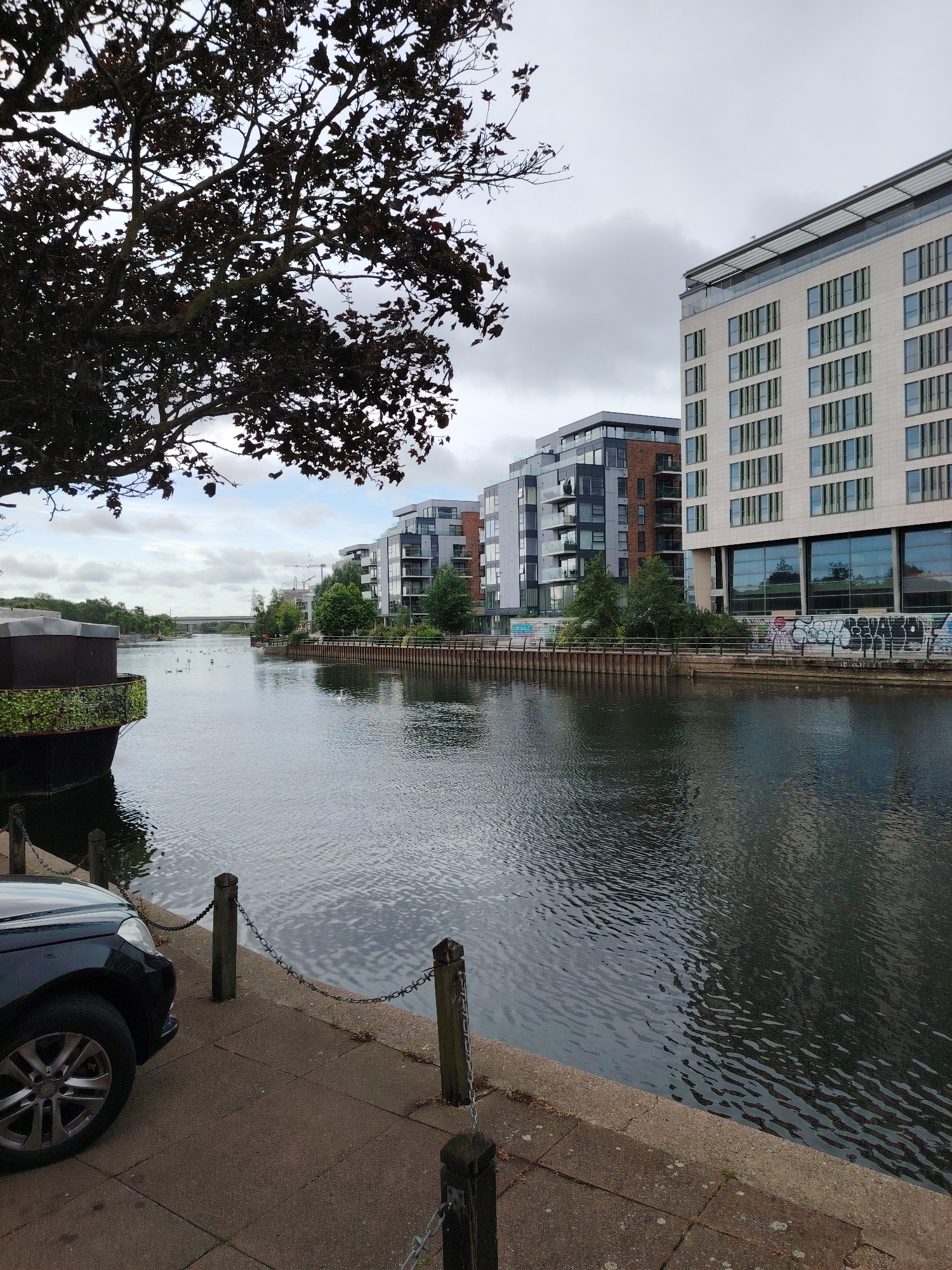 The image displays a modern urban waterside environment under an overcast sky. In the lower left, the front left quarter of a dark-colored car is partially visible, parked on a grey concrete pavement. A line of dark wooden bollards, connected by chains with barbed wire-like segments, runs along the pavement's edge, separating it from the water. A large tree with dark, sparse foliage occupies the upper left quadrant of the frame, silhouetted against the grey sky.
A dark-toned river or canal flows from the foreground towards the background. Multiple white birds, predominantly swans, are seen floating on the water in the mid-distance. On the left bank, a dark, flat-topped floating structure, partially covered in green foliage, is moored. The right bank features a metal railing, behind which a concrete wall in the midground is extensively covered with multi-colored graffiti.
Along the right side of the river, several modern, multi-story residential buildings are prominent. The building closest on the right is light-colored with numerous vertical, dark-framed windows and a glass structure on its roof. Further back, additional residential blocks exhibit mixed facades of grey cladding, brickwork, and glass balconies. In the distant background, a concrete bridge spans the river, and industrial structures, including a construction crane and power line pylons, are visible amidst distant trees. No individuals are present in the scene.
The scene depicts the riverside urban landscape of Peterborough, United Kingdom, likely along the River Nene, given the modern developments and visible infrastructure.