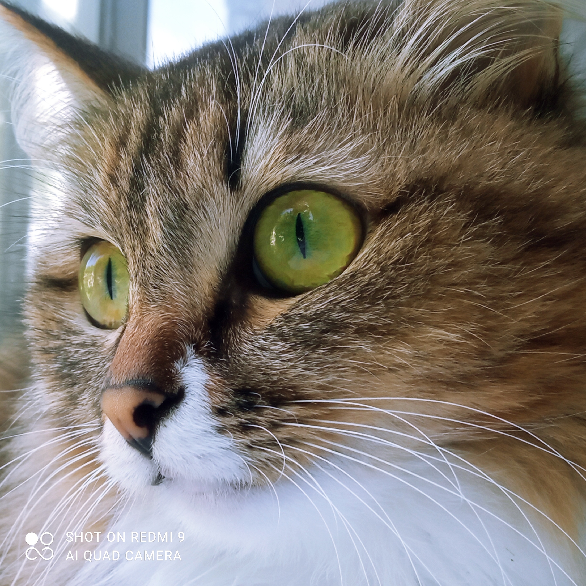 This is a close-up, eye-level, outdoor photograph of a domestic cat's face, with the cat facing left. The cat has striking, large, bright green eyes with vertical black pupils. Its fur is a mix of brown, black, and white tabby markings. The cat's whiskers are long and white, fanning out from its muzzle. The background is blurred, suggesting a shallow depth of field, and appears to be an outdoor setting with soft, diffused light, possibly indicating a window or open space. The image is watermarked with "SHOT ON REDMI 9 AI QUAD CAMERA" at the bottom left. This image does not provide any information about the city of Chaikovsky, Russia.