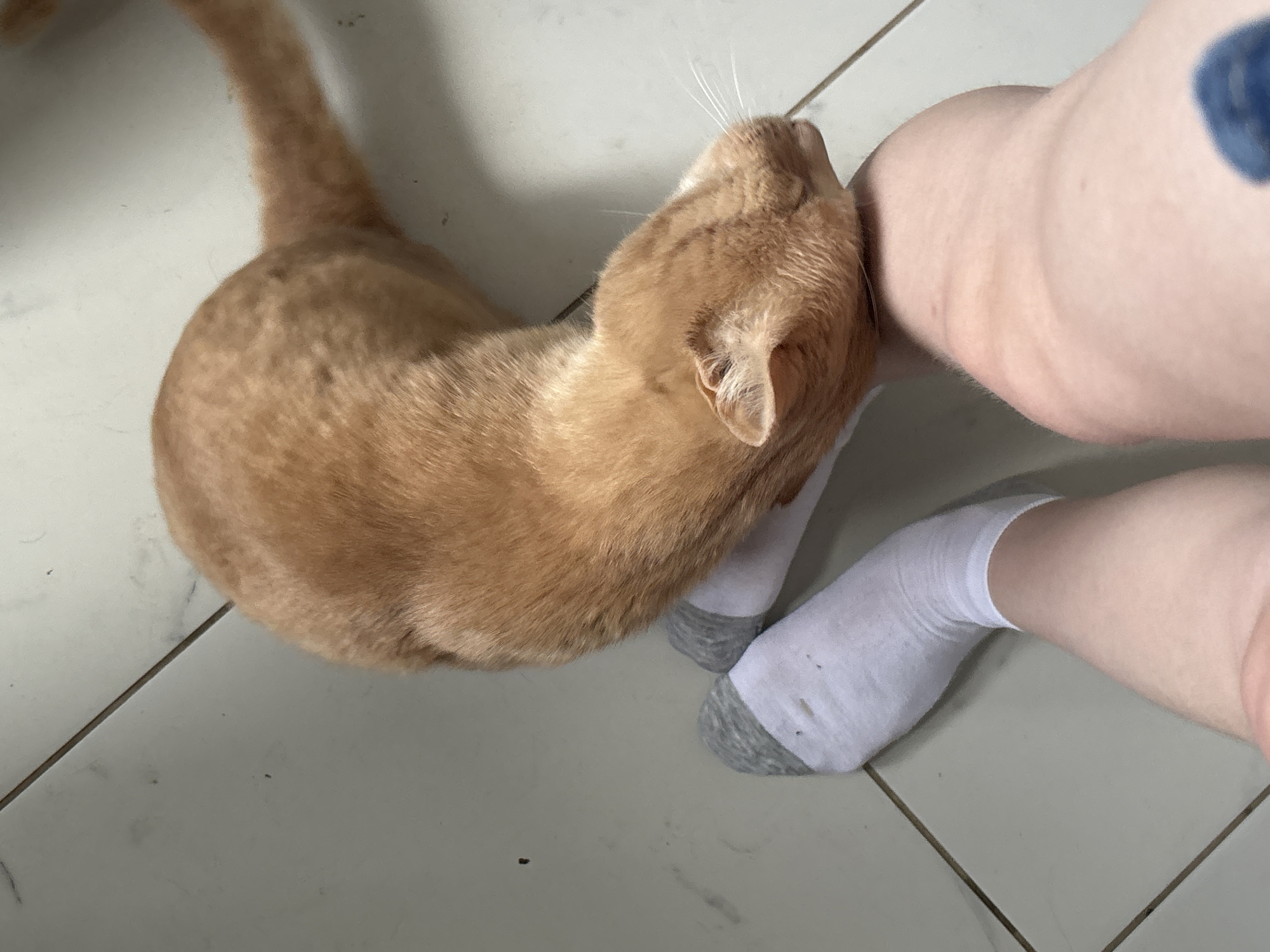 An orange tabby cat is shown nuzzling a person's leg, which is clad in a white sock with a grey cuff. The scene takes place on a tiled floor. There is no indication of the city of Chaikovsky, Russia.