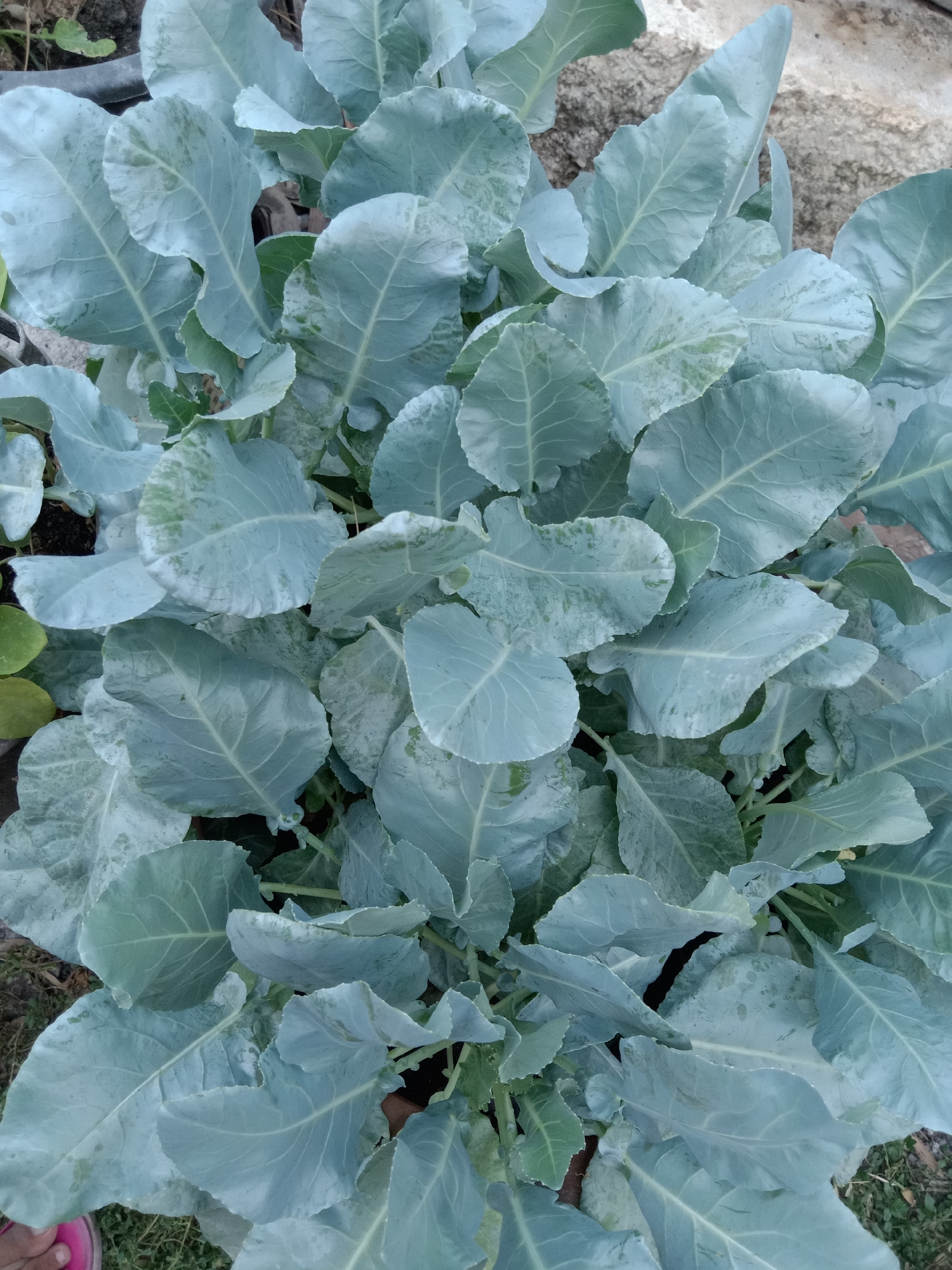 This is a close-up, overhead shot of a dense cluster of large, pale green, broad leaves, likely belonging to a Brassica plant such as cabbage or broccoli. The leaves are somewhat wavy and textured, with visible veins. Some leaves show slight discoloration or lighter patches. The plants are growing outdoors in what appears to be a garden bed with some soil and stones visible in the background. There are no people or specific landmarks clearly visible to indicate the precise location within Jumput, Indonesia, but the scene suggests a domestic or community gardening setting.