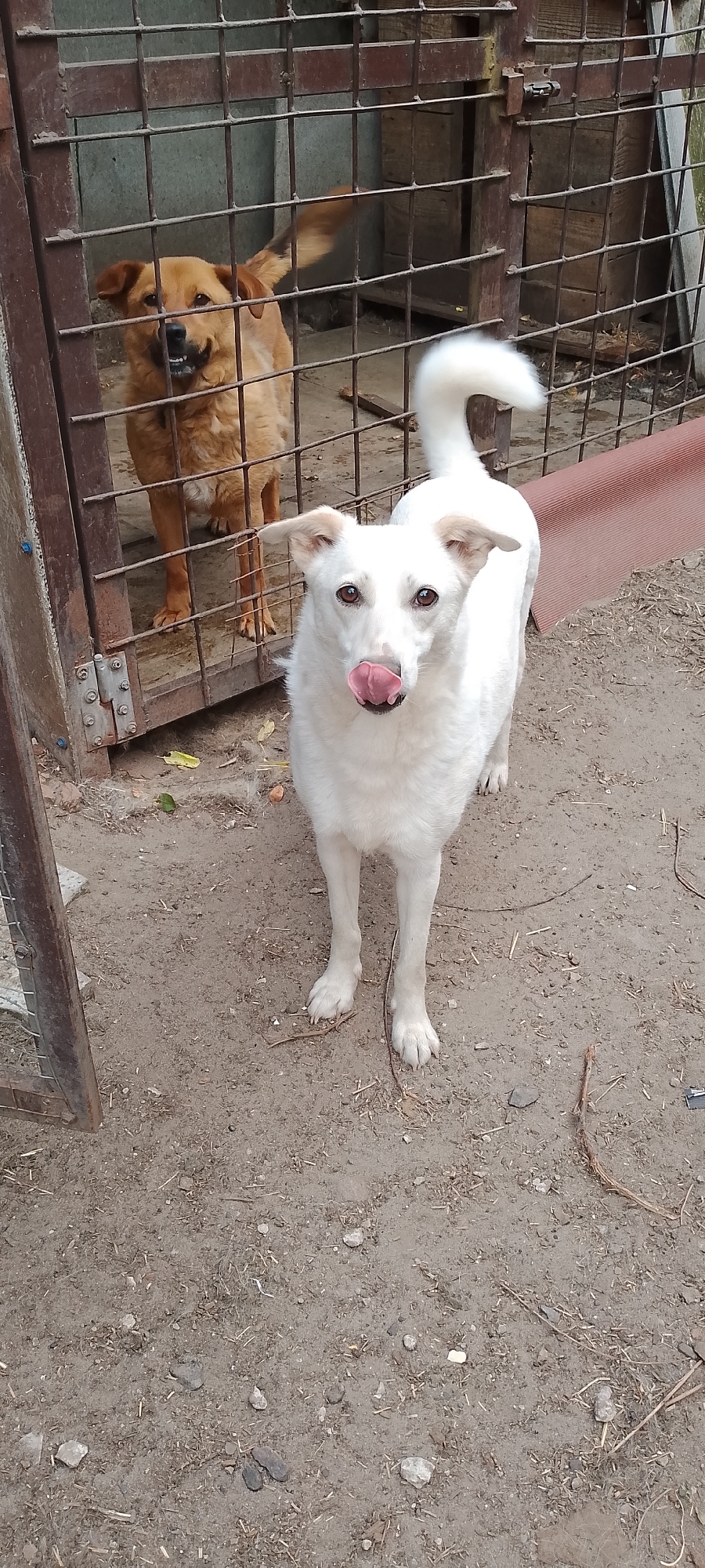 Two dogs are in an outdoor enclosure. A tan dog is behind a metal cage, and a white dog is in front of the cage. The ground is dirt and debris. The enclosure appears to be in a yard in Belgorod, Russia.