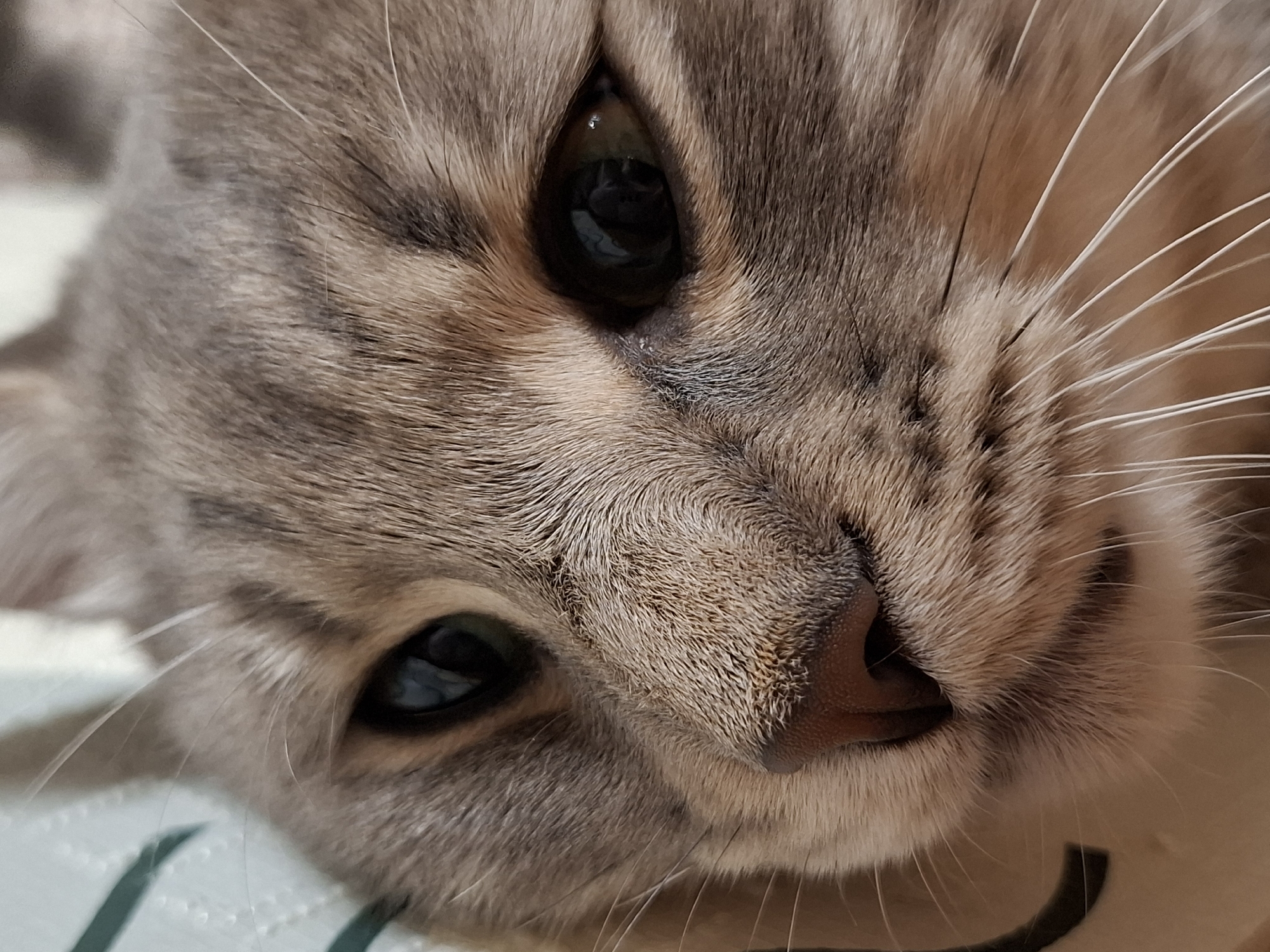 A close-up image shows the face of a cat with gray and brown fur. The cat's eyes are dark and reflective. The nose is pink and textured. White whiskers are visible. The cat is lying down on a surface with a green and white pattern.