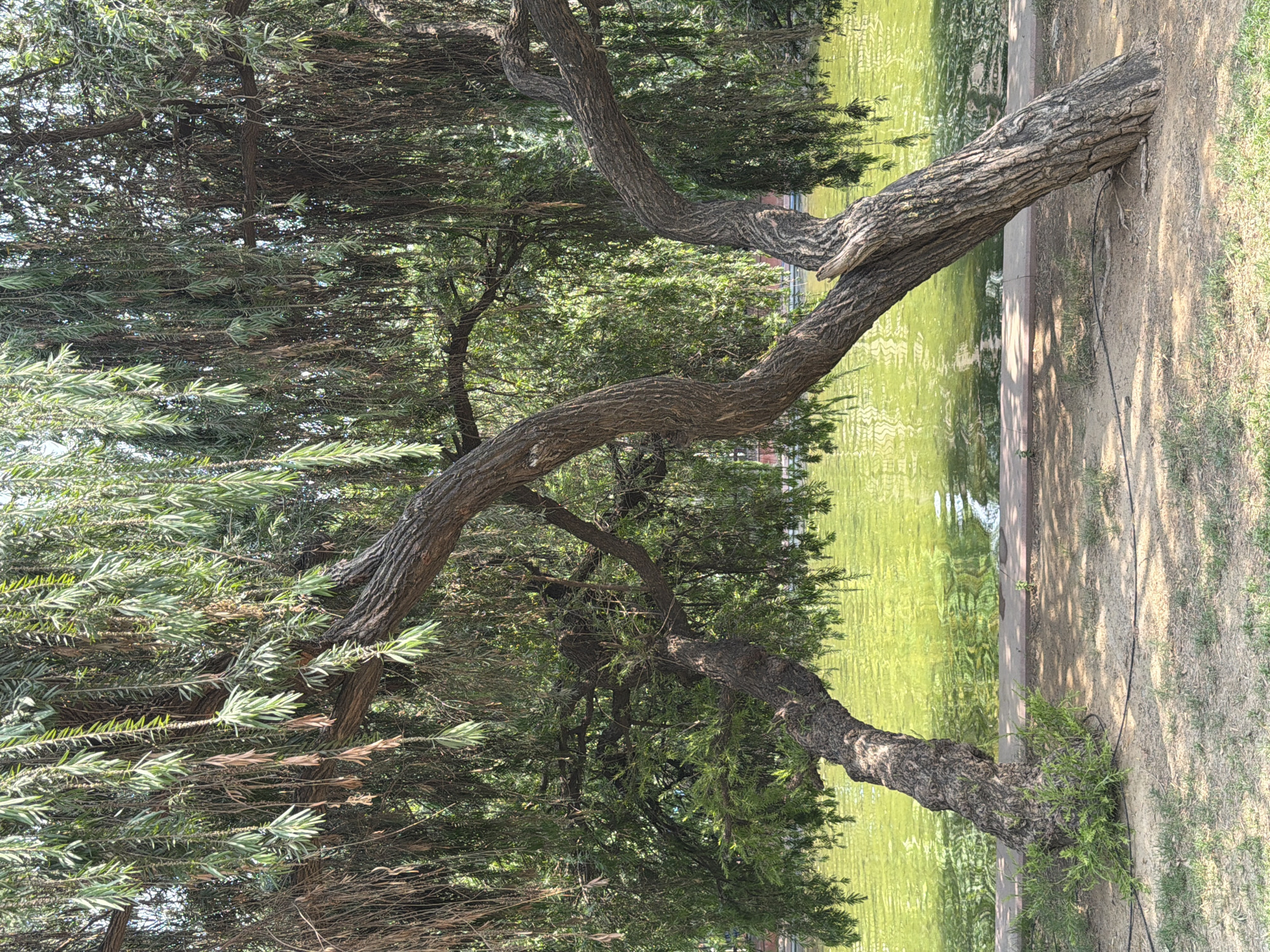 This image captures a tranquil park scene, likely in New Delhi, India, showcasing a distinctive tree beside a body of water under clear daylight conditions.
The primary subject is a large, gnarled tree with a thick, winding trunk and branches. The bark is rough and deeply textured, displaying shades of grey and brown. The tree's main trunk emerges from the dry, sandy ground on the right side of the frame, bending dramatically towards the left and then extending upwards and across the scene. Its long, slender, light green leaves create a dense canopy, with some branches gracefully drooping towards the water and others forming a thick mass of foliage further back. The overall impression is of a mature, resilient tree, possibly a willow or a similar species known for its weeping or sprawling habit.
To the left of the tree, a calm body of water, likely a pond or lake, fills the left portion of the frame. The water has a greenish hue, indicating possible algae or reflections from surrounding vegetation, and its surface shows gentle ripples, reflecting the bright overhead light. A narrow, light-colored concrete or paved edge separates the water from the dry ground.
The ground on the right is predominantly dry, light brown earth, sparsely covered with small patches of green grass. Shadows from the tree are cast upon this ground, suggesting the sun is at a moderate angle, indicative of mid-morning or late afternoon. A black electrical or irrigation cable runs along the ground near the base of the tree, subtly hinting at park infrastructure.
No people or animals are visible, and no specific activity is taking place; the scene is static and natural. There is no visible text in the image. The bright sunlight and green foliage suggest a warm, clear day. The combination of the unique tree, calm water, and dry ground creates a serene, natural environment typical of a well-maintained urban park or garden.