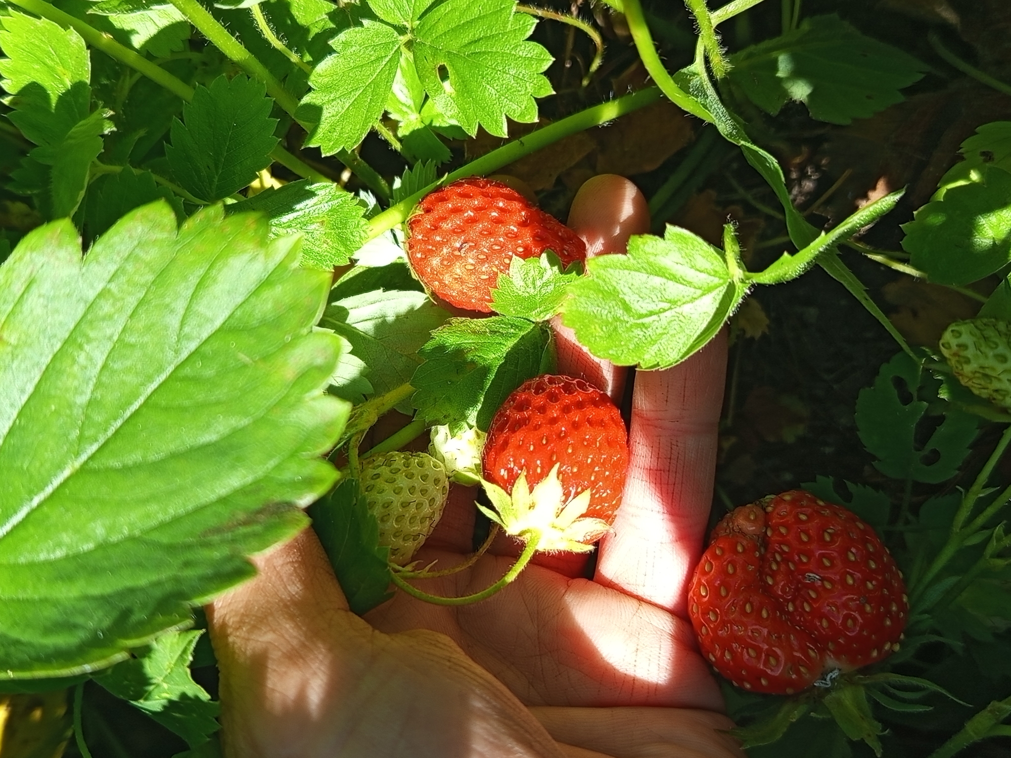In this close-up, sun-drenched shot taken in Ostrovtsy, Russia, a person's hand cradles several strawberries growing on a plant. The scene is a garden, with lush green strawberry leaves and stems dominating the frame. Three ripe, red strawberries are visible, their surfaces dotted with small seeds. One strawberry, held in the palm, is plump and vibrantly red, while another, slightly to the right, appears to be slightly misshapen but also ripe. A third strawberry, further back and to the top left, is also red. Additionally, there are unripe, pale green strawberries and a small white blossom with delicate yellow stamens, indicating the plant is in its fruiting season. The sunlight casts dappled shadows across the hand and the surrounding foliage, suggesting a bright, clear day, likely during the warmer months when strawberries ripen. The focus is on the fresh produce and the tactile experience of holding them. No text is visible in the image.