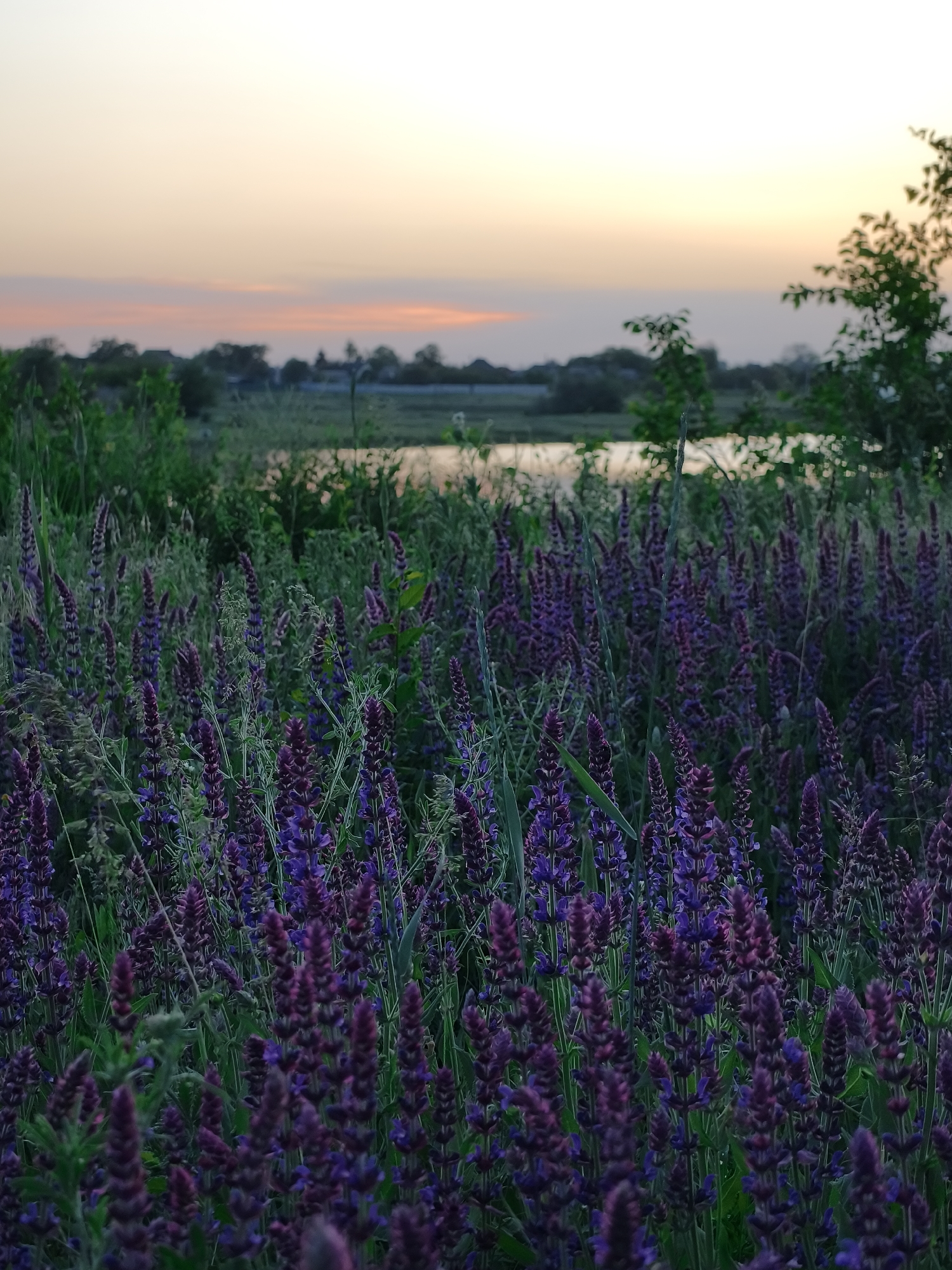 The image depicts a field of purple flowering plants, likely in the genus Salvia, located in Shyroka Dacha, Ukraine. A body of water is partially visible in the background, reflecting the warm hues of the sky. The sky shows a gradient of colors, transitioning from orange near the horizon to a lighter yellow and white above. Trees and vegetation line the edge of the water. The foreground is dominated by the dense growth of the purple flowers interspersed with green grass. The overall scene suggests a rural or natural setting at either dusk or dawn. No people are visible in the frame.
