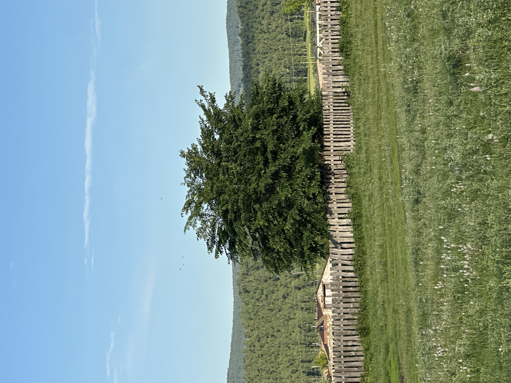 The image depicts a bucolic outdoor scene bathed in bright sunlight, suggesting it was taken during the day. A vast expanse of lush green grass, dotted with small wildflowers, stretches into the distance. To the left, a weathered wooden fence runs along the edge of the grassy field, marking a boundary. Beyond the fence, a dense forest covers rolling hills, creating a layered backdrop of varying shades of green. A lone, full-bodied tree with dark green foliage stands prominently in the foreground, its branches reaching upwards. In the far distance, the sky is a clear, vibrant blue, with a few wispy white clouds streaking across it. The overall impression is one of natural beauty and tranquility, with no people or animals immediately visible. The scene evokes a sense of peace and seclusion, possibly a rural landscape or park.