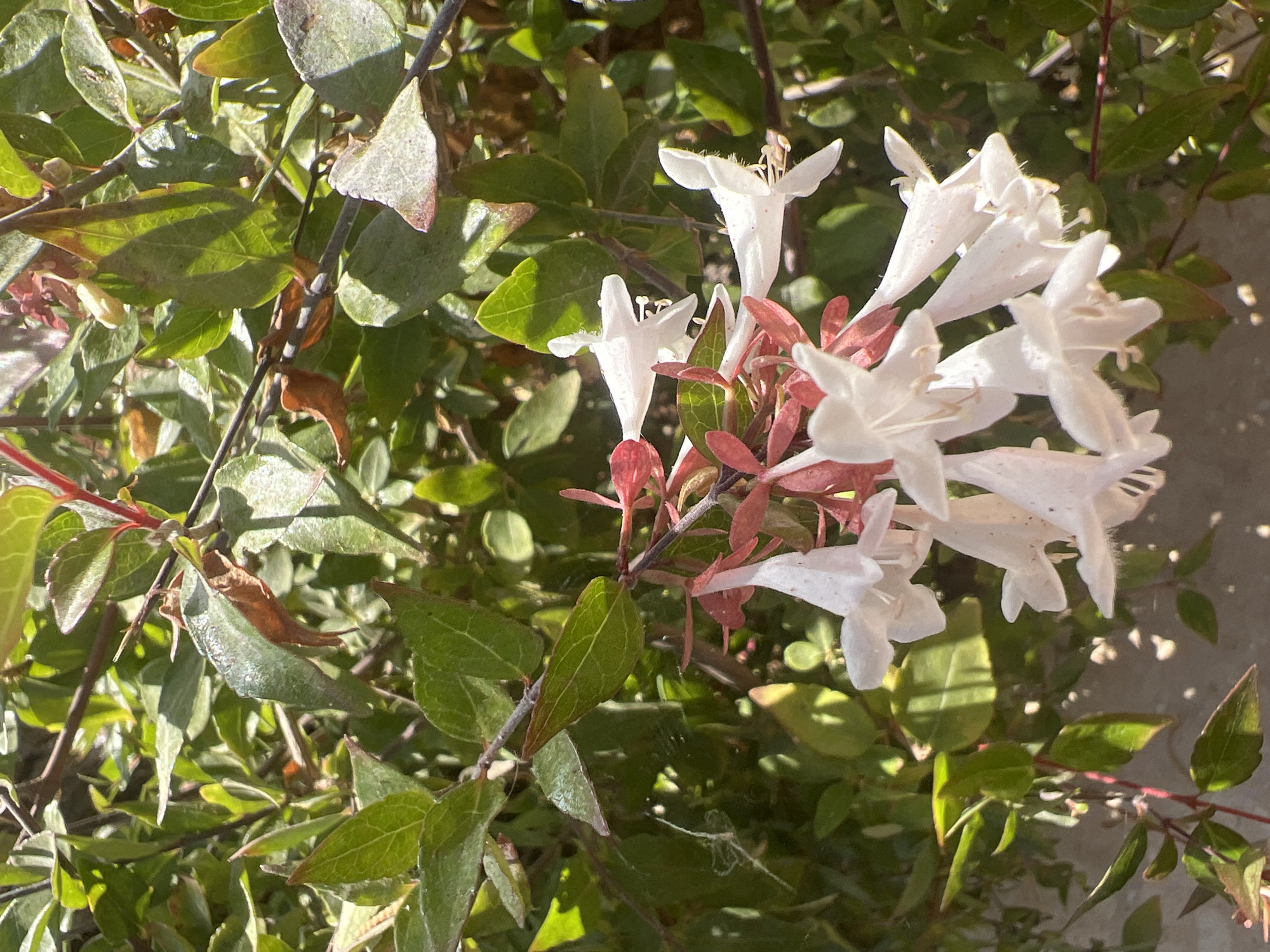 A close-up, eye-level shot captures a cluster of white, tubular flowers with pink sepals, hanging from a branch of a green shrub. The flowers are delicate and bell-shaped, with visible stamens protruding from their centers. The leaves of the shrub are an assortment of green hues, some appearing glossy and others with a matte finish, interspersed with a few brown, dried leaves. The background is a blur of green foliage, suggesting a natural outdoor setting. The lighting indicates it is daytime, with sunlight casting shadows and highlighting the textures of the leaves and flowers. The scene is likely located in Hof HaCarmel Regional Council, Israel, as the foliage and the species of flowering shrub are consistent with the region's flora. No people or animals are visible in the image. The overall impression is one of natural beauty and tranquility.