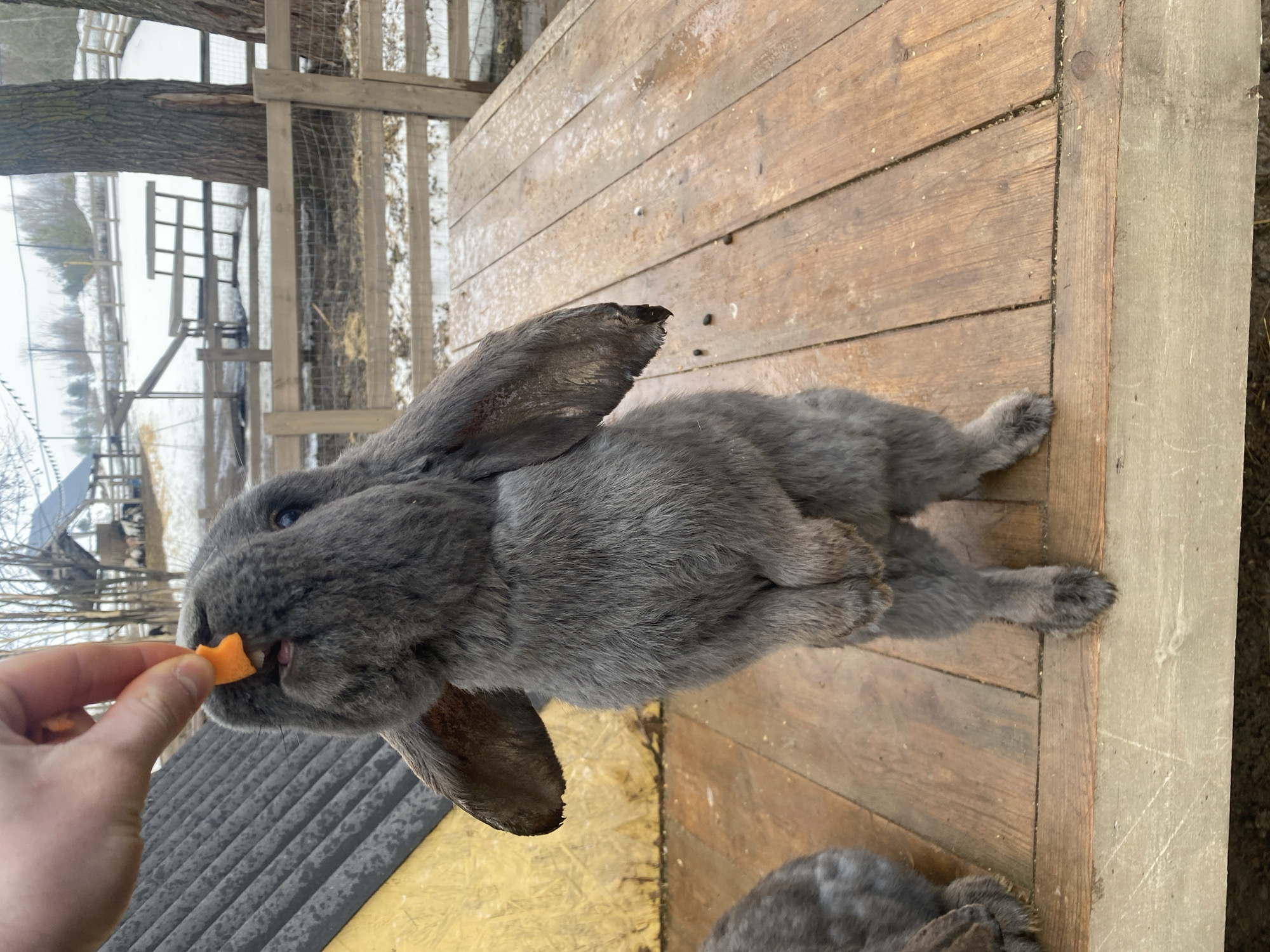 A gray rabbit lies on its side on a wooden surface comprised of planks. A human hand is holding a piece of carrot to the rabbit's mouth. In the background, there is a glimpse of a fence and a snowy landscape. Based on the location provided, this scene is situated in Nizhniye Vyazovye, Russia.