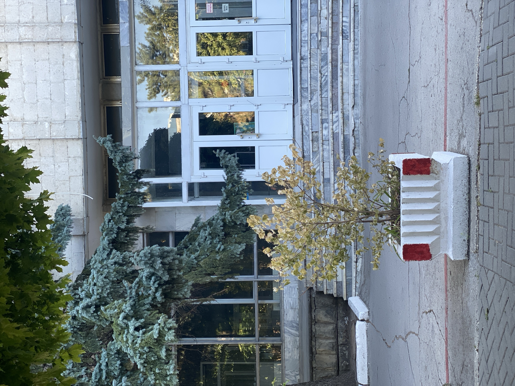 The image shows the entrance to a building with a paved pathway in front. A concrete planter box with red and white accents contains a small, leafy tree in the foreground. Behind the tree, a set of marble stairs leads up to a glass-paned entrance with white doors. A large evergreen tree with blue-green needles partially obscures the upper portion of the building. The building's facade is made of light-colored stone blocks. The overall scene appears to be a public building, likely in an urban setting. The specific location in Chișinău, Moldova cannot be determined from the visual information alone.