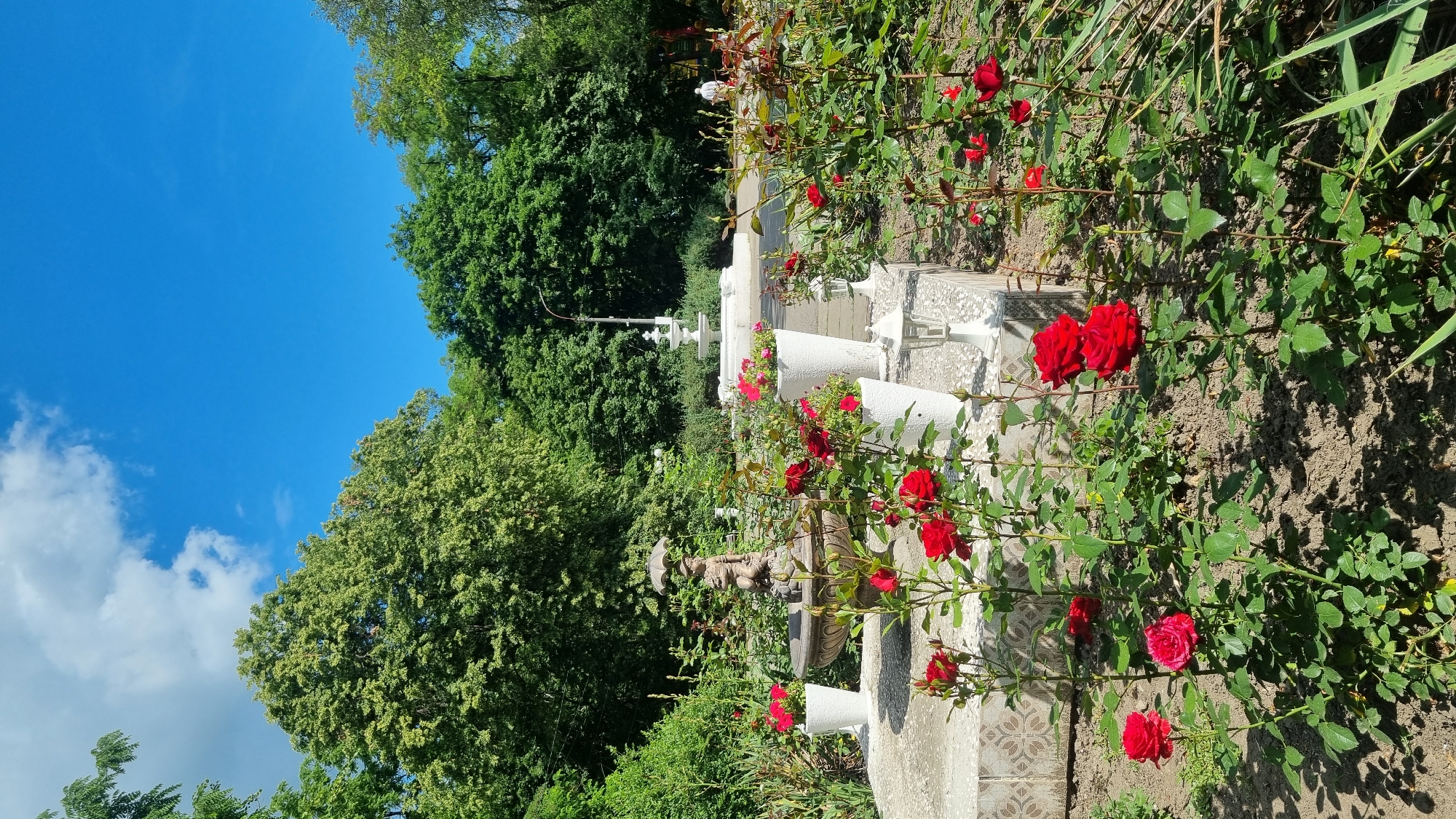 The image depicts a garden scene in Smila, Ukraine, under a bright blue sky with scattered white clouds. In the foreground, a bed of vibrant red roses is in bloom, with several roses in various stages of opening. Some roses are planted directly in the soil, while others are in large white decorative pots. Behind the roses, a stone fountain with a decorative figure holding an umbrella is visible. The fountain is surrounded by more white pots containing flowers. Further in the background, another white tiered fountain stands, and a person in light-colored clothing can be seen in the distance. The garden is bordered by lush green trees, suggesting it is a park or a well-maintained private garden. Several white outdoor lamps are also placed around the fountain area. The overall impression is one of a well-kept, sunny outdoor space.