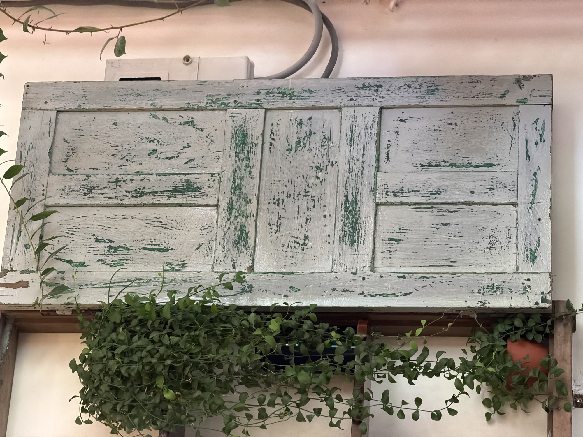 An eye-level shot shows a repurposed, weathered, white and green painted door mounted as a display piece, with a trailing plant hanging from it. The door is composed of three vertical panels, with a rectangular horizontal frame along the top and bottom. The paint is chipped and aged, revealing hints of green underneath. Above the door are electrical conduits and a white box mounted to the wall. Below the door, a wooden frame structure holds a hanging plant with small, rounded green leaves cascading downwards. The location is Nha Trang Ward, Vietnam.