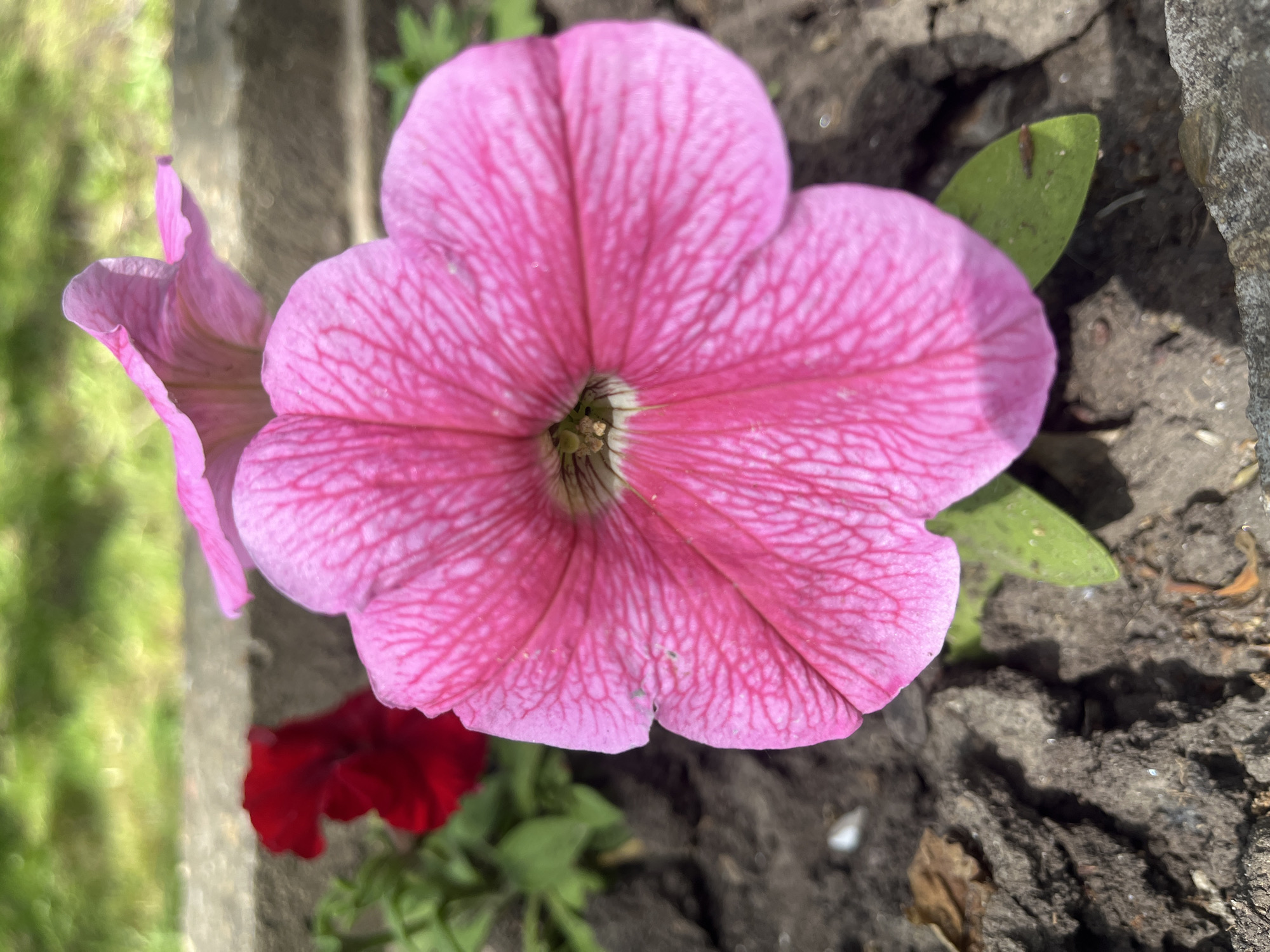 A close-up photograph captures a pink petunia flower in bloom, revealing its intricate veining and five-petal arrangement. Adjacent to the main bloom, partial views of other flowers are visible, including a red blossom at the bottom and a faded pink flower behind the main subject. Green leaves are interspersed around the flowers. The flowers are planted in a patch of soil alongside a concrete or stone curb, a common element in gardens and landscaping within urban areas such as Krasnodar, Russia. The precise location within the city cannot be determined from the image alone.