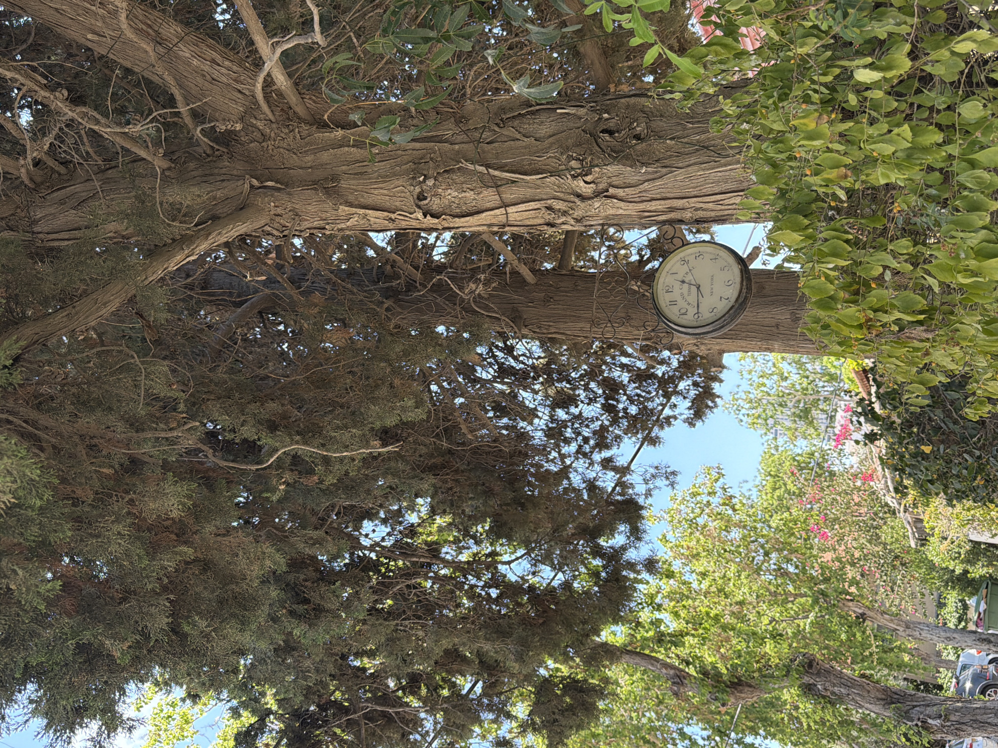 This image captures an outdoor scene in Bat Yam, Israel, primarily featuring large trees under a clear blue sky. A prominent, antique-style, double-sided round clock is suspended from the trunk of a mature tree on the right side of the frame. The clock's face is light-colored with black Arabic numerals and text indicating "GRAND CENTRAL TERMINAL NEW YORK," showing a time of approximately 1:55. The trees possess thick, deeply furrowed bark and dense, dark green, needle-like foliage that forms a canopy, through which patches of bright blue sky are visible. Below and in front of the clock, a bush with small green leaves and tiny orange berries is present. In the mid-ground on the left, clusters of vibrant pink flowers are visible amongst other green foliage. Further in the background on the lower left, portions of parked vehicles and a green refuse container are discernible, indicating an urban or suburban street environment. The scene is illuminated by natural daylight.