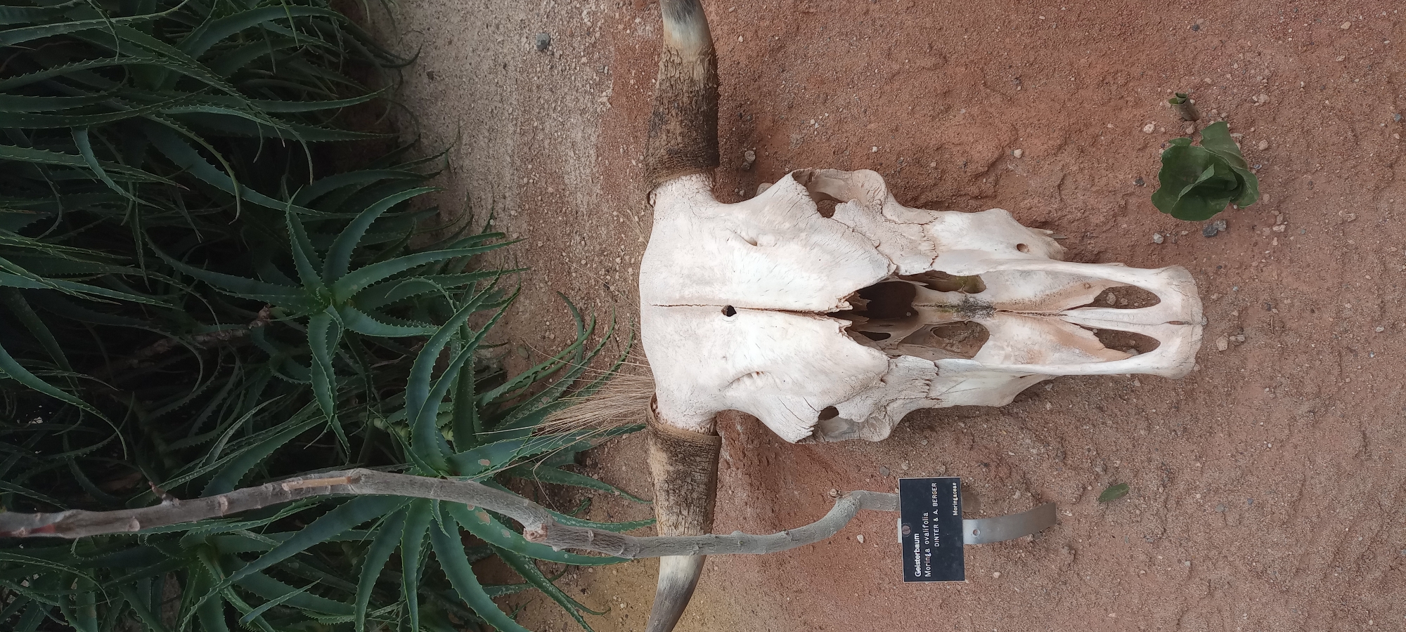 A bull skull with large horns is displayed against a backdrop of spiky green plants and reddish-brown soil. A small black plaque is attached to a metal stand to the left of the skull, displaying text related to a "Gelsterbaum Moringa ovalifolia." The skull is positioned centrally, with its horn tips extending towards the edges of the frame. Several dried grasses and a small green plant are visible in the foreground. The image appears to be taken outdoors in a setting that could be a botanical garden or a desert-themed exhibition. The specific location in Dortmund, Germany, is not discernible from the visual information provided in the image.