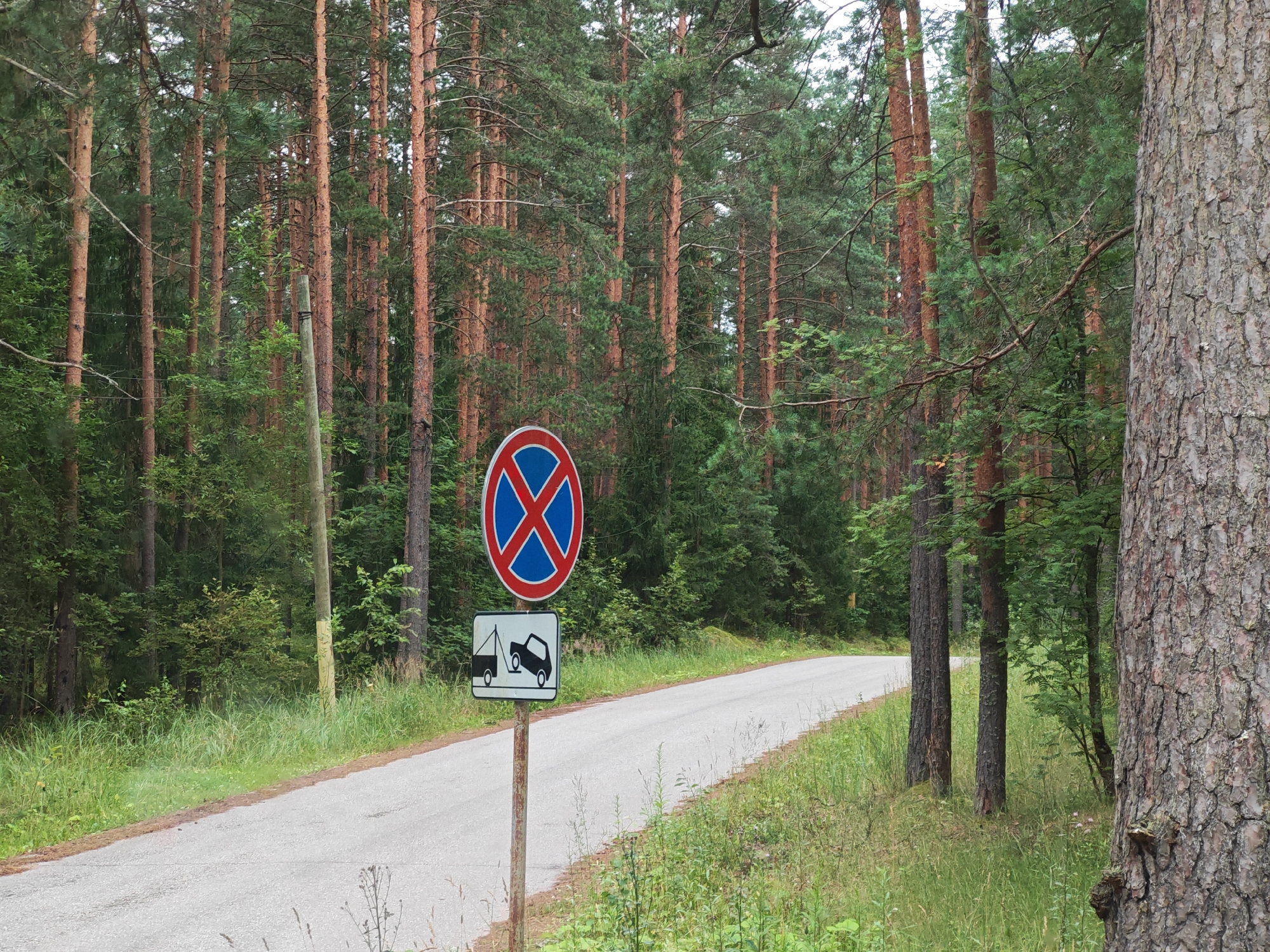 The image shows a rural road winding through a dense pine forest, likely in the city of Luga, Russia. The road surface is asphalt, and it is flanked by tall, slender pine trees with rough bark and dense green foliage. The undergrowth consists of tall grass and smaller green plants.
A traffic signpost stands on the left side of the road. It displays two signs: a circular red and blue sign with a blue 'X' inside, indicating "No Stopping," and a rectangular white sign below it, depicting a tow truck towing a car, signifying that vehicles will be towed. The signpost itself is a weathered metal pole.
The lighting suggests it is daytime, possibly overcast, as there are no strong shadows. The overall scene conveys a sense of natural solitude and a warning against stopping on this particular stretch of road. There are no people or animals visible in the image.