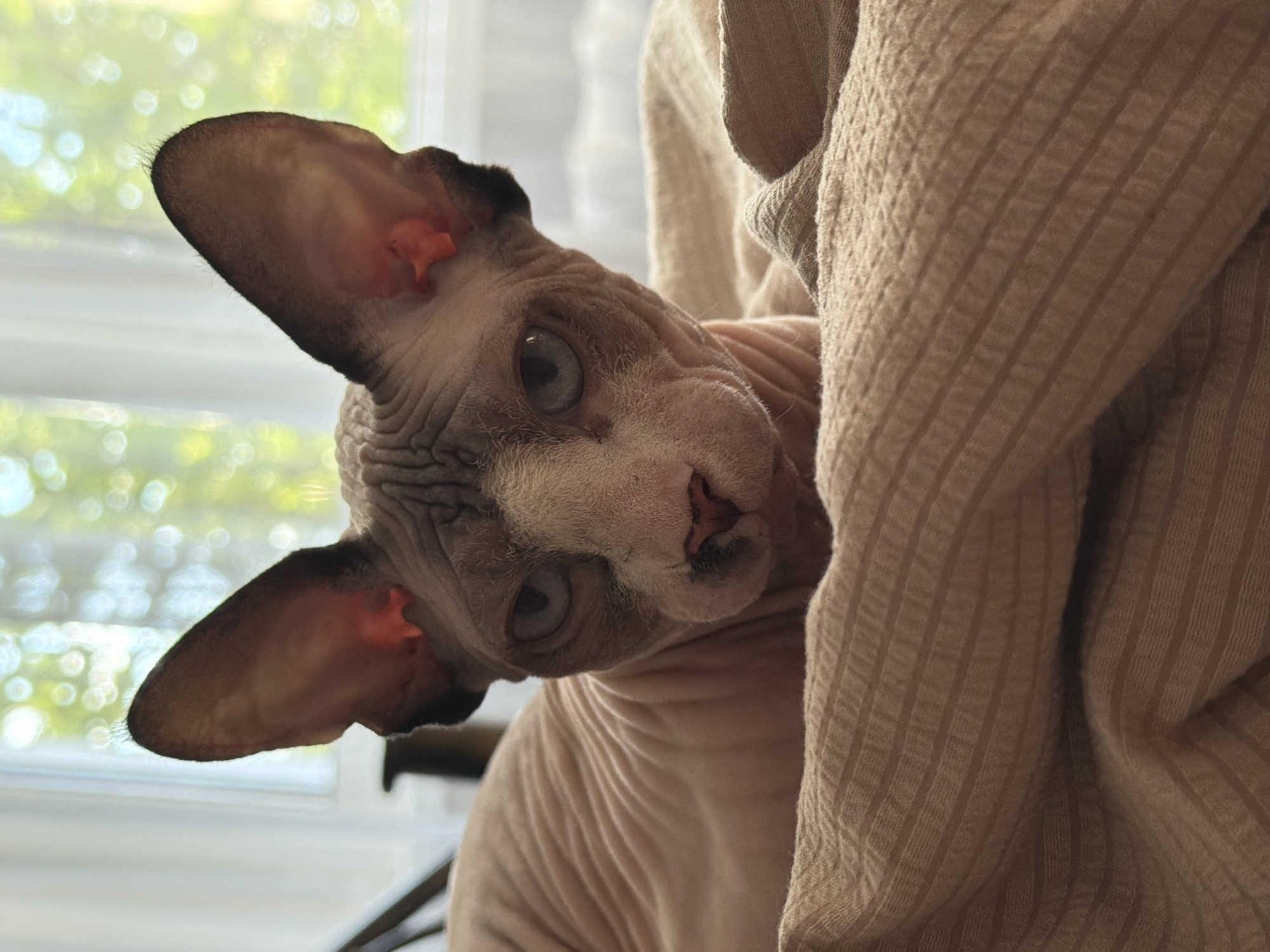 A close-up, eye-level shot captures a Sphynx cat lying on a textured, light brown blanket. The cat's pinkish-grey, wrinkled skin is visible, with prominent, large ears. Its light blue eyes gaze directly at the camera, and its pink nose has dark markings. The background is softly blurred, showing a window with bright, out-of-focus green foliage and white curtains. The lighting suggests it's daytime, possibly near a window.