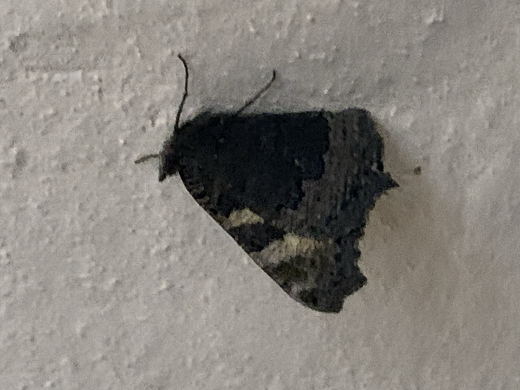 A dark-colored moth with a mottled pattern of grey and yellow on its wings is resting on a textured, light-colored wall. The moth's body is primarily dark, with two thin antennae extending forward. The wall appears to be an interior surface with a slightly bumpy texture. There is no indication of the city of Prokopyevsk, Russia, or any specific location within it. The scene is static, with the moth immobile on the wall.