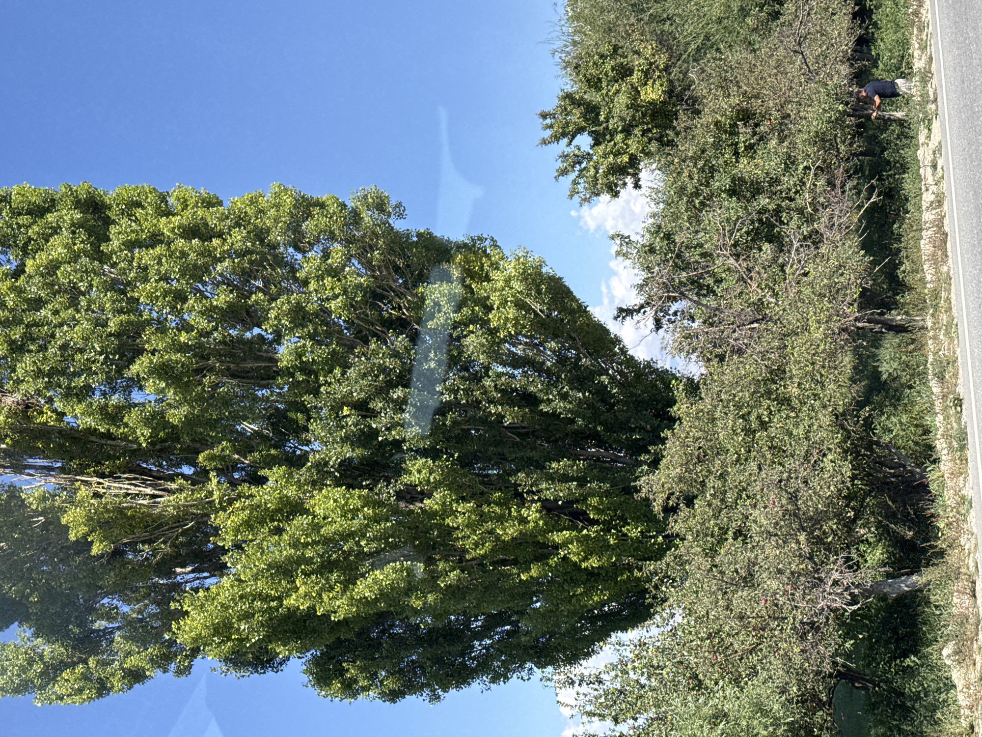 The image captures a sunny day in Toru-Aigyr, Kyrgyzstan, with a clear blue sky dominating the upper portion of the frame. A very tall, slender tree with abundant green foliage stands prominently on the left side, its leaves appearing bright and vibrant in the sunlight. To the right and in the foreground, a row of smaller, bushier trees and shrubs creates a textured green line. Among these trees, some appear to be fruit-bearing, with visible red fruits on their branches. A person, dressed in a dark shirt and light-colored shorts, is standing near the center-right of the image, partially obscured by foliage, and appears to be interacting with one of the trees, possibly picking fruit. The ground in front of the trees is covered with dry grass and some scattered stones. A road with a white line marking is visible at the bottom of the image, suggesting the scene is along a roadside. The overall impression is one of a rural or semi-rural natural setting.