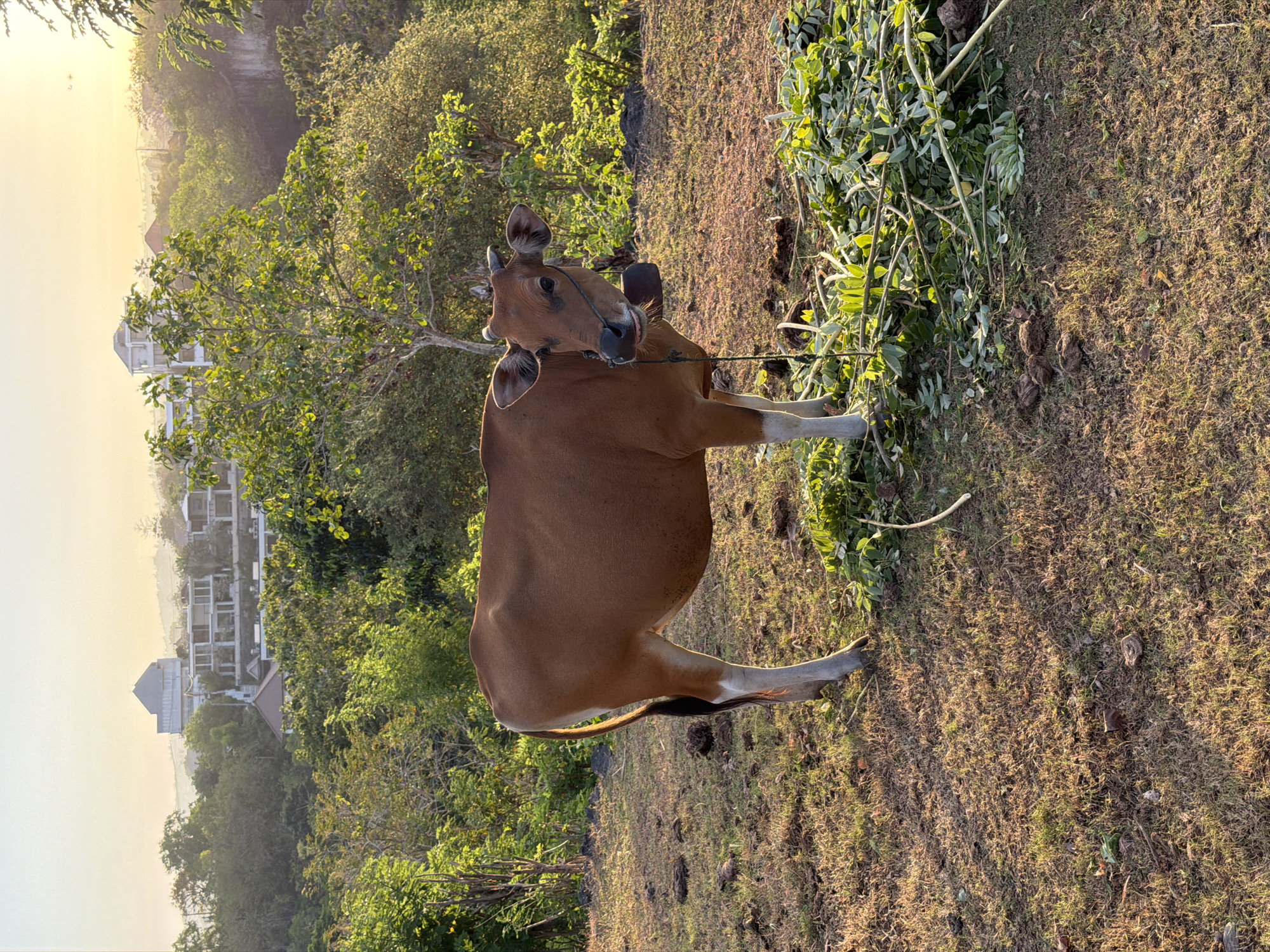 A brown cow stands in a grassy field with a pile of leafy green vegetation in front of it. The cow has a dark tail, white stockings on its legs, and a bell around its neck. In the background, a line of trees separates the field from a distant hillside with several modern buildings. The sky is clear and pale yellow, suggesting either sunrise or sunset. The scene appears to be in Kuta Selatan, Indonesia, given the presence of tropical vegetation and the architectural style of the buildings.