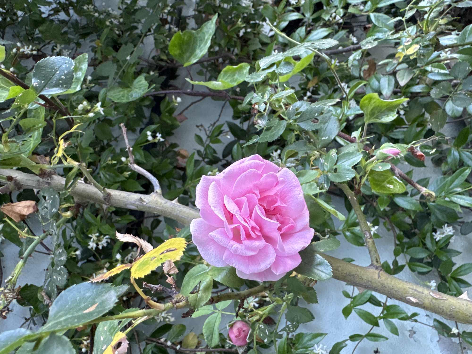 A close-up, slightly angled shot captures a vibrant pink rose in full bloom, its petals intricately layered. The rose is positioned on the left side of the frame, partially obscuring a thicker, textured tree trunk that runs vertically down the center. To the left of the rose, a smaller, unopened pink rosebud is visible. Surrounding the rose and trunk is a dense foliage of various green leaves, some appearing healthy and lush, while others are yellowing or have holes, suggesting natural wear or pest damage. Interspersed within the greenery are small, delicate white flowers. The background is a textured, light-colored wall, possibly stucco or concrete, which serves as a backdrop to the natural elements. The scene is illuminated by natural light, casting soft shadows and highlighting the textures and colors of the plants. The image does not depict any people or animals. The context of Beşiktaş, Turkey, suggests this is likely a garden, courtyard, or balcony setting within a residential or public area of the city.