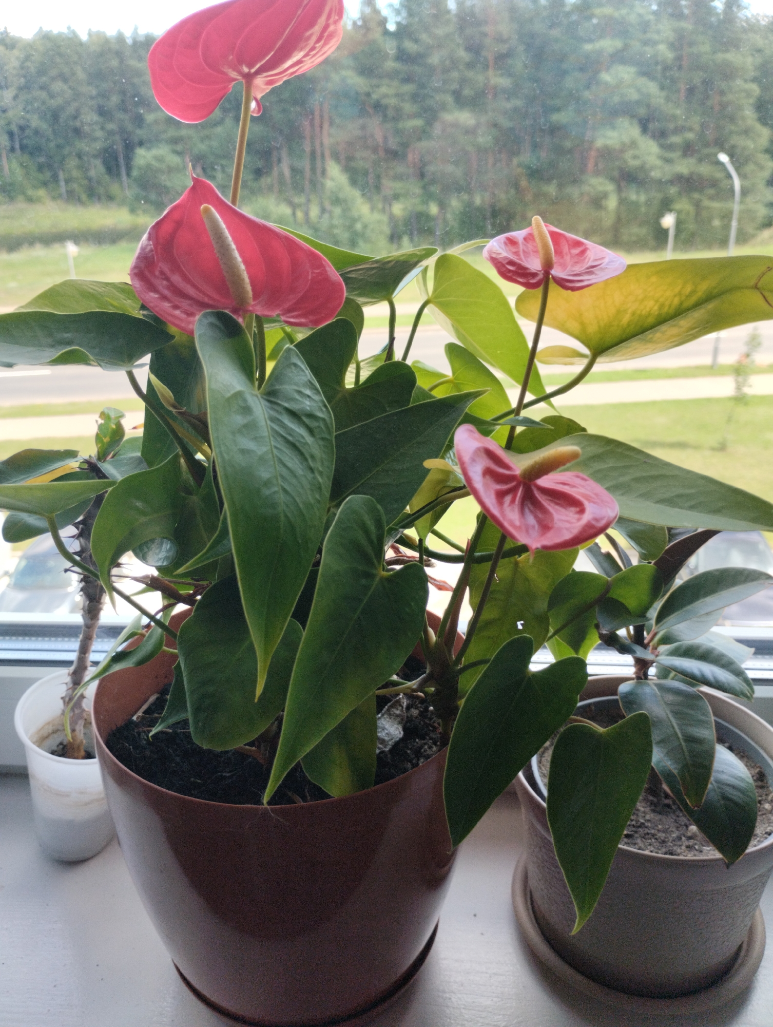 This is a medium-shot, eye-level, color photograph taken indoors, likely on a windowsill. The primary subject is a potted Anthurium plant with several bright pink spathes and deep green leaves. The plant is in a dark brown pot. To the left of the Anthurium, there is another small plant in a white pot, and to the right, a portion of a dark green leafy plant in a grey pot is visible. The background shows a slightly blurred view of trees and a road through a window, suggesting an outdoor scene beyond the immediate interior space. The lighting appears to be natural daylight. The composition focuses on the plants, with the background providing context.