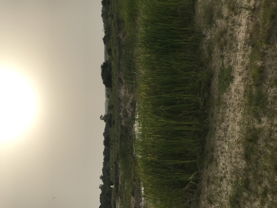 A field of green grass stretches into the distance under a bright, hazy sky. Patches of sandy ground border the tall grass. In the background, scattered trees and vegetation line the horizon. The sun is a bright, indistinct white orb in the left of the frame. The lighting is strong, contributing to a slightly washed-out color palette.