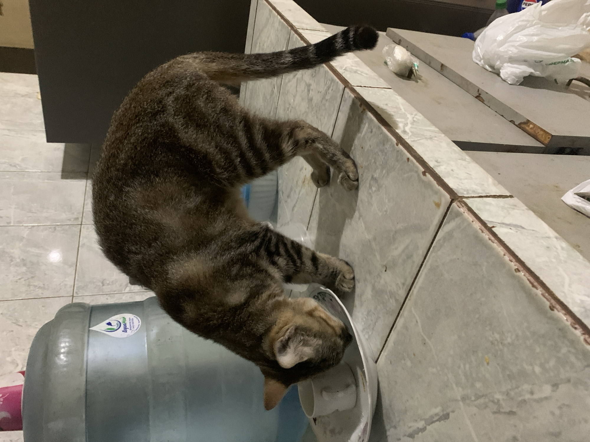 This indoor photograph captures a domestic short-haired tabby cat drinking water from a white bowl. The cat's fur features a pattern of dark brown and lighter tan stripes, and its bushy tail also displays distinct stripes. The cat is positioned on a light grey tiled floor, with its head bent into the bowl.
To the left of the cat, a large, clear plastic water dispenser bottle is visible. It bears a blue and green label with the brand name "Aqua-Max" and a water drop logo. A dark grey or black cabinet or piece of furniture is partially seen in the background on the left.
On the right side of the frame, there is a tiled countertop or raised surface, matching the light grey tiles of the floor but showing some worn or discolored grout lines. On this surface, several items are present: a crumpled white plastic bag with partially visible text, possibly "DEPMAR" or "SUPERM", a small white object wrapped in plastic, and a green bottle cap.
The scene appears to be a functional area of a home, such as a kitchen or utility room. The lighting is artificial, casting subtle shadows and suggesting an indoor setting. No specific time of day is indicated by natural light. While the provided context for the image is Santa Ana, Venezuela, there are no discernible visual cues within the photo itself to confirm this geographic location.