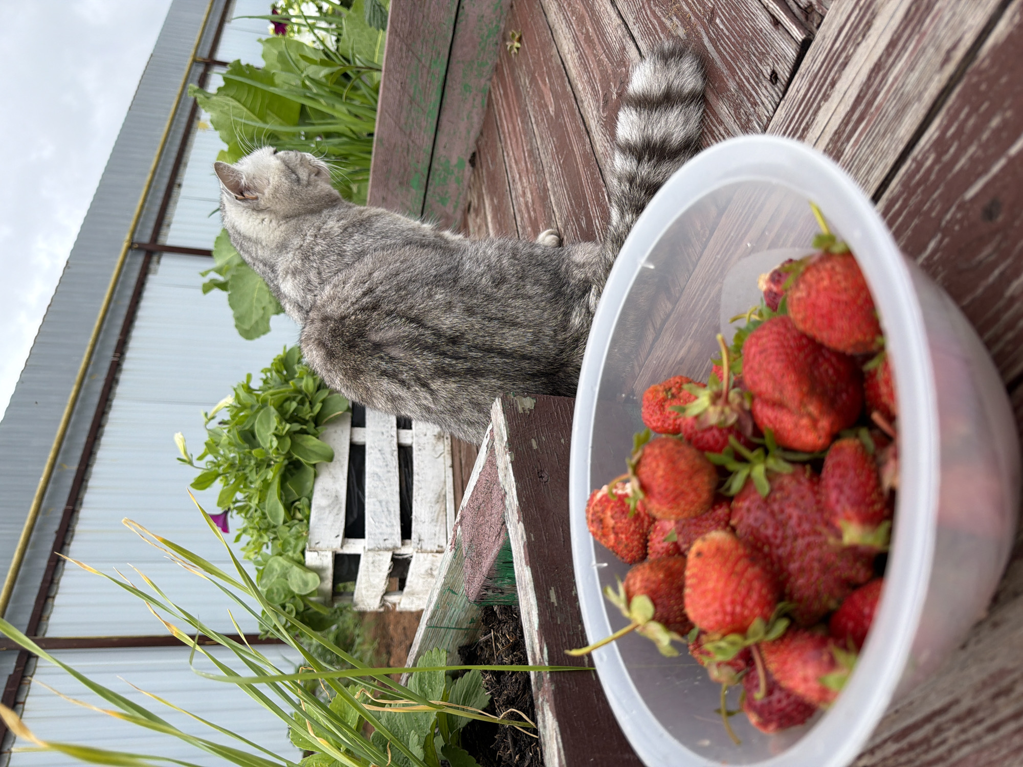 In an outdoor setting, likely a backyard or garden in Chaikovsky, Russia, a grey tabby cat is seated on a wooden surface. In the foreground, a clear plastic bowl overflows with ripe strawberries. Behind the cat, there are raised garden beds with greenery and a white wooden crate. A corrugated metal fence forms the backdrop. The sky is overcast.